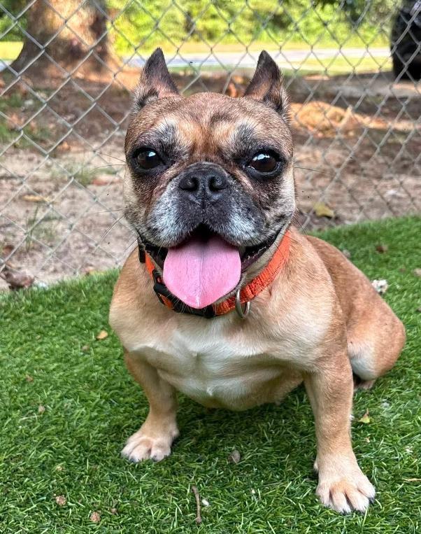 Enlarge Mudpuppy, a ADOPTABLE French Bulldog in Cochran, GA image 4/5