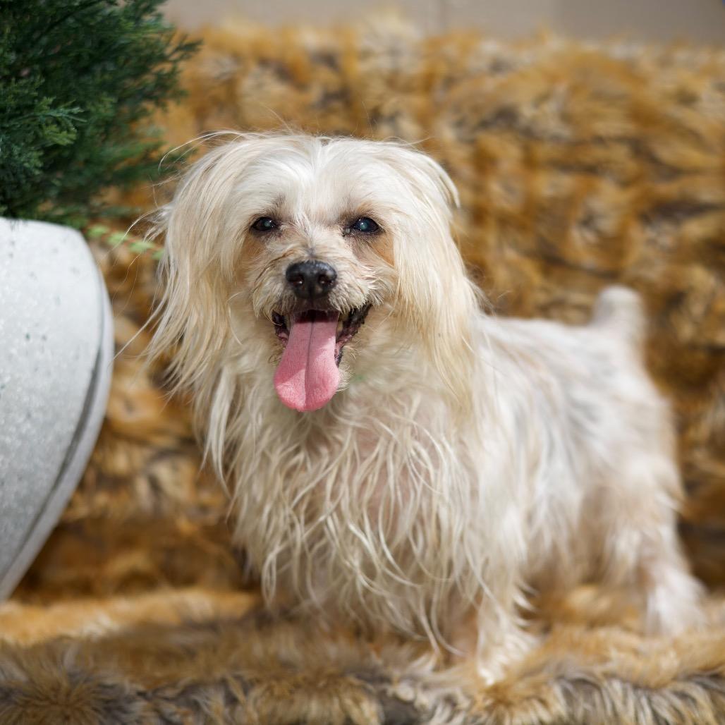 ALFALFA., Adoptable, Senior Male Maltese.