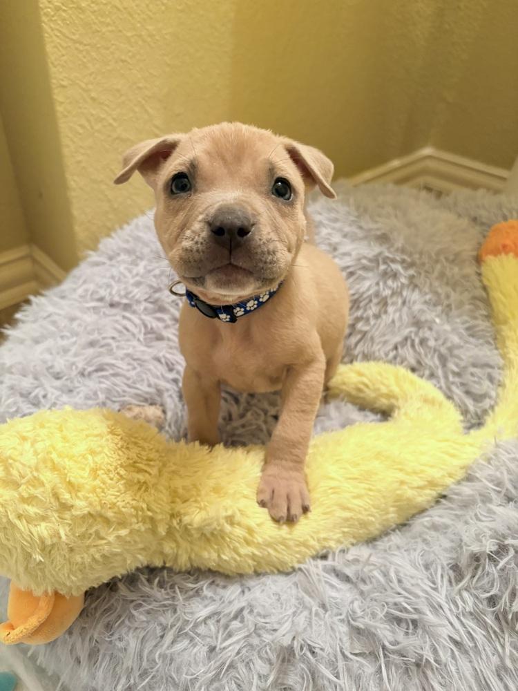 Bordeaux, Adoptable, Puppy Male Pit Bull Terrier & American Staffordshire Terrier.