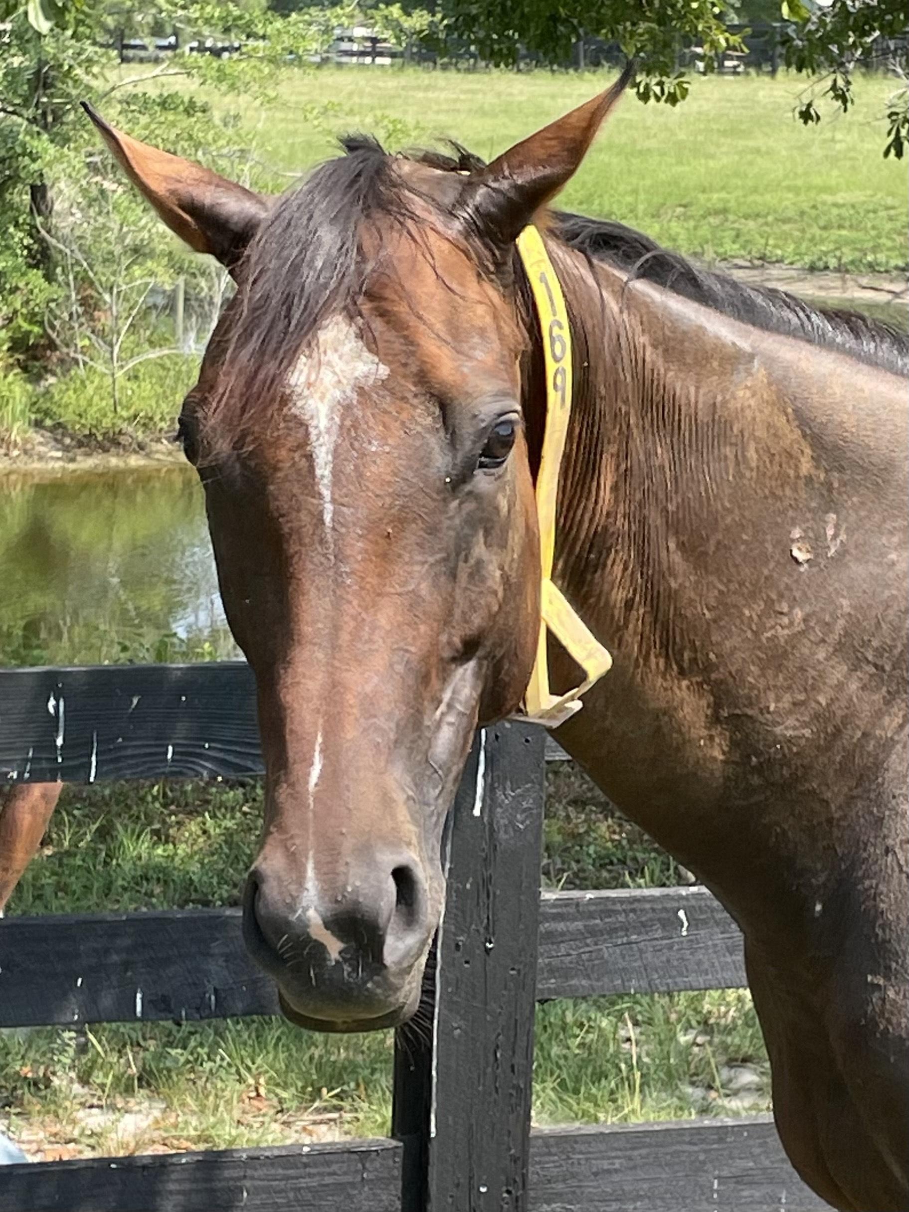 Molly, Young Female unknown