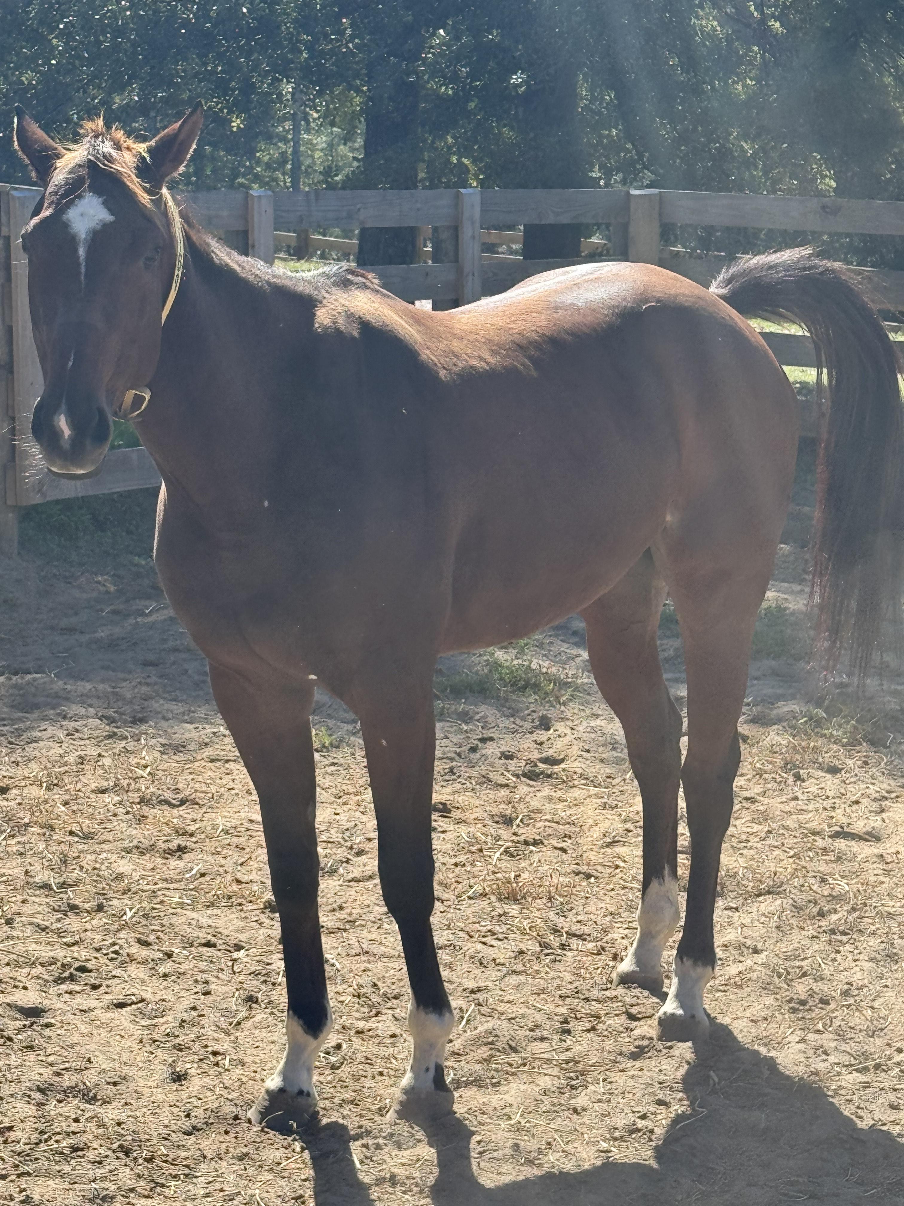 Proud Mule, a Adoptable Thoroughbred in Aiken, SC image 2/3