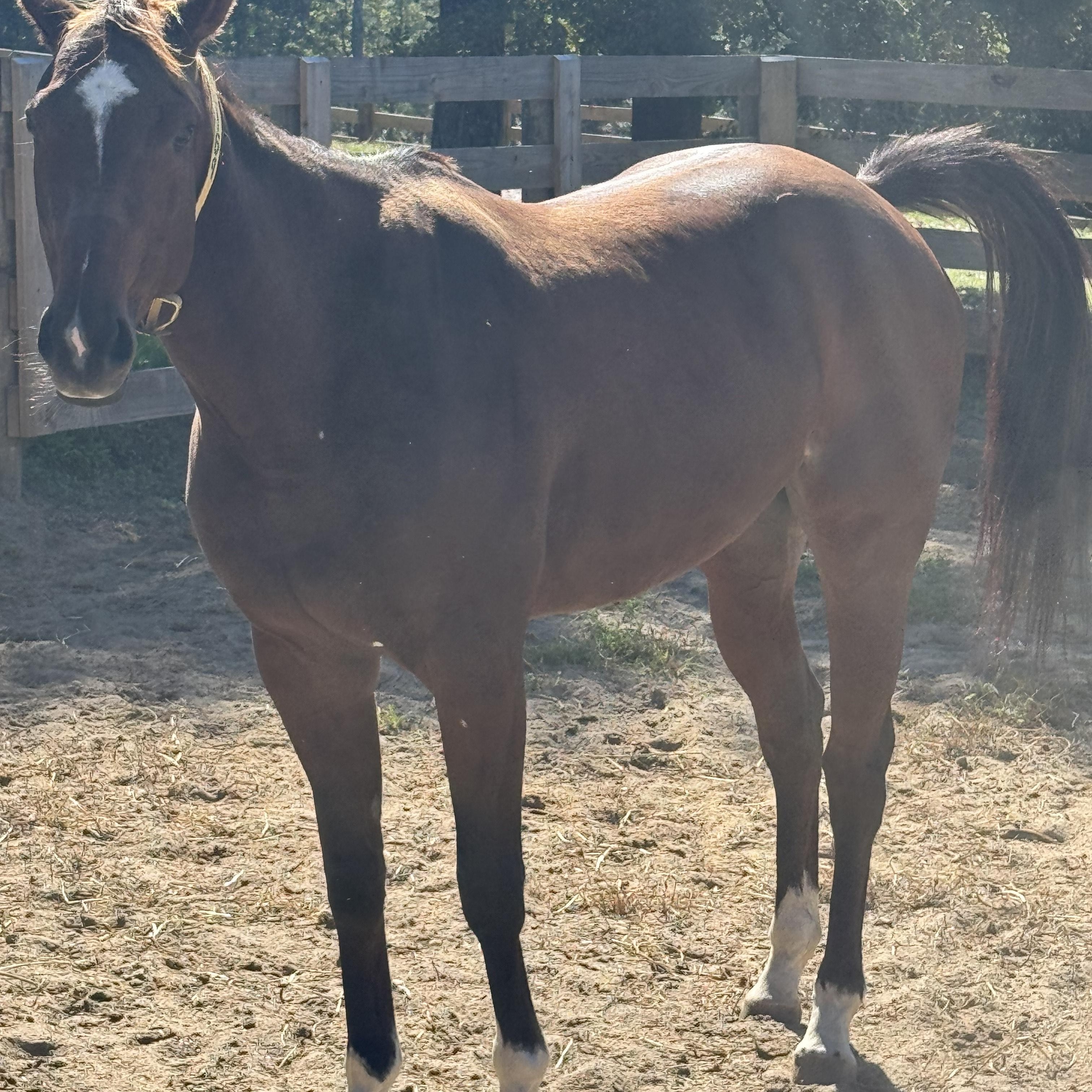 Enlarge Proud Mule, a Adoptable Thoroughbred in Aiken, SC image 3/4