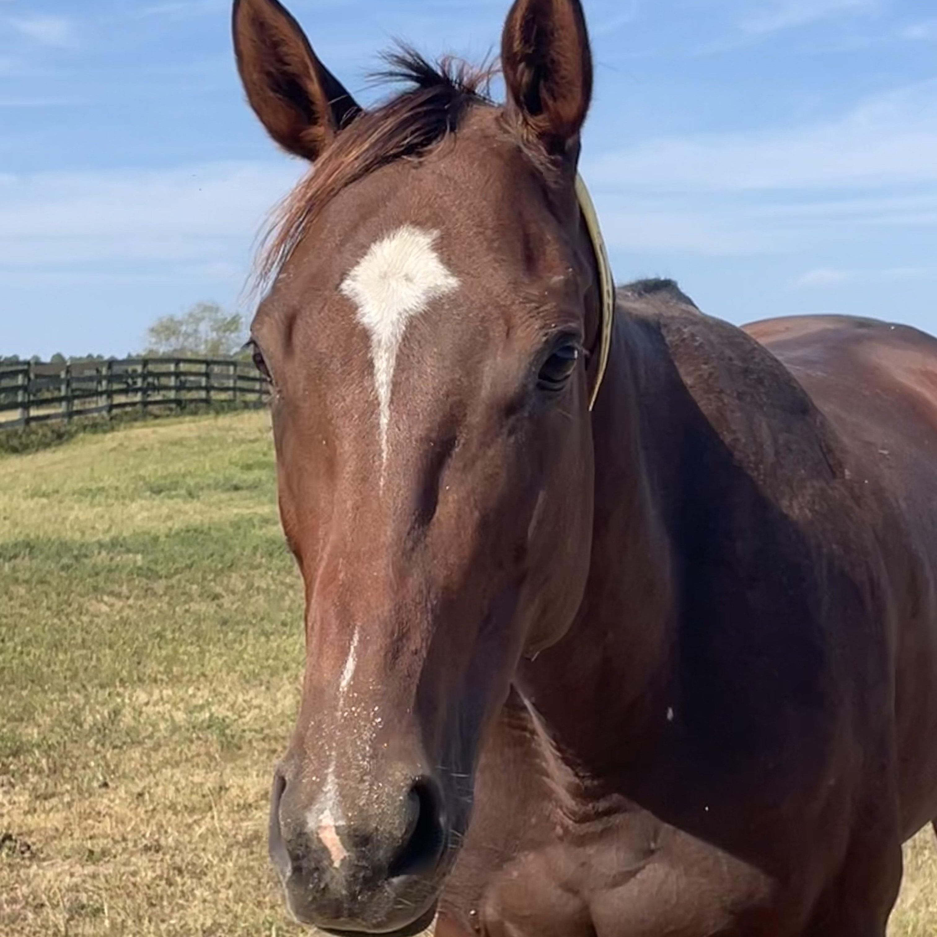 Proud Mule, a Adoptable Thoroughbred in Aiken, SC image 3/3