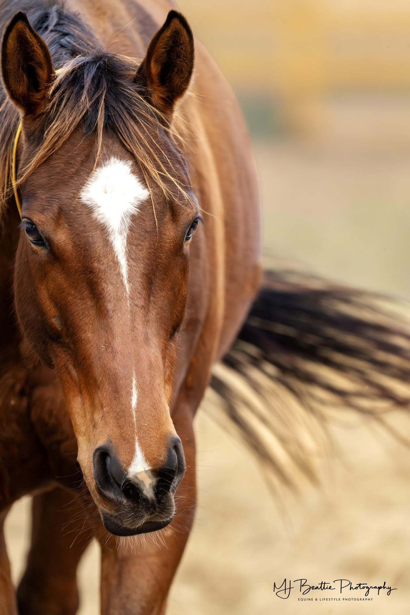 Enlarge Proud Mule, a Adoptable Thoroughbred in Aiken, SC image 1/4