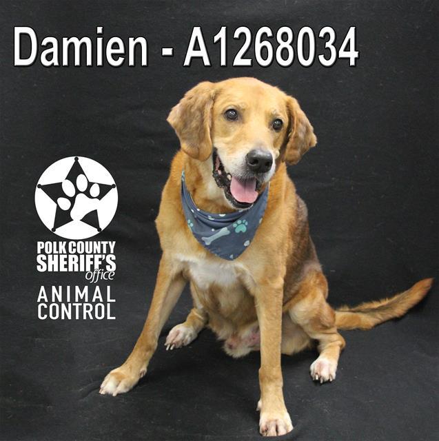 DAMIEN, Adoptable, Adult Male Bloodhound & Mixed Breed.