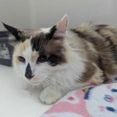 Caramelo--Adoptable with Bonded Companion, Milo