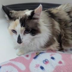 Caramelo--Adoptable with Bonded Companion, Milo