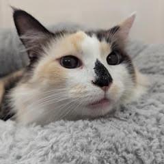 Caramelo--Adoptable with Bonded Companion, Milo