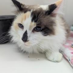 Caramelo--Adoptable with Bonded Companion, Milo