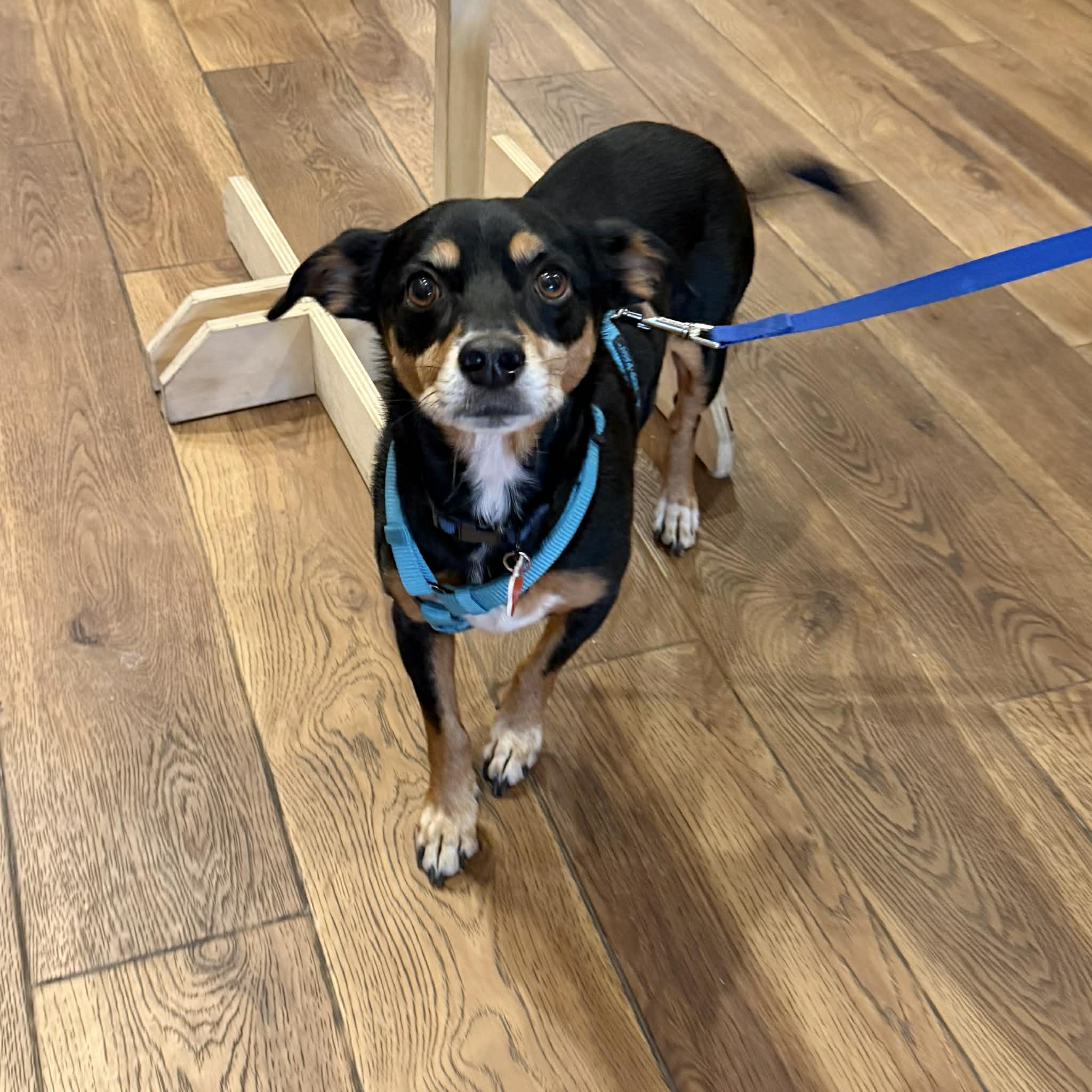 Lucas, ADOPTABLE, Adult Male Chihuahua & Dachshund.