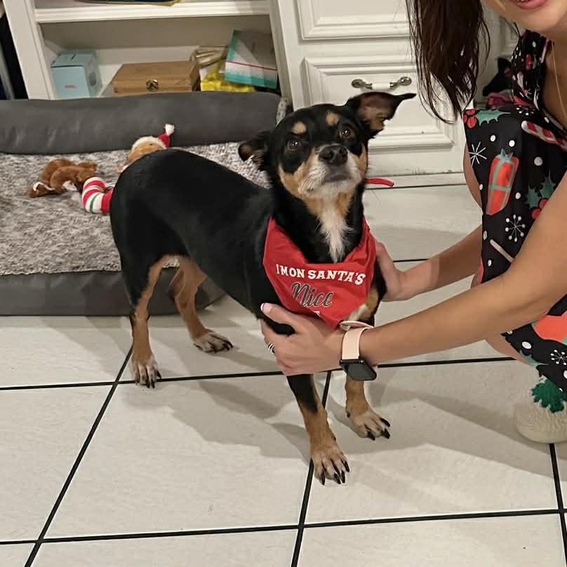 Enlarge Lucas, a ADOPTABLE mixed breed in Boulder, CO image 3/6