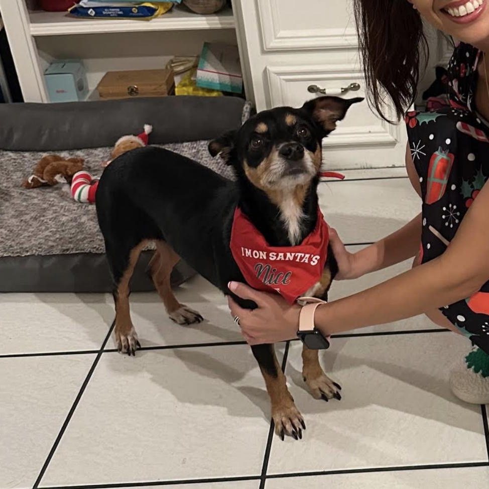 Lucas, ADOPTABLE, Adult Male Chihuahua & Dachshund.