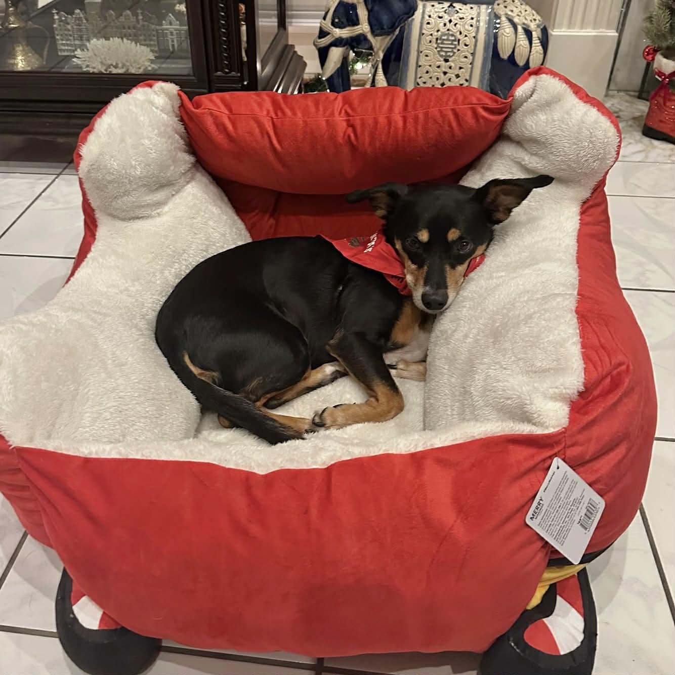 Enlarge Lucas, a ADOPTABLE mixed breed in Boulder, CO image 4/6