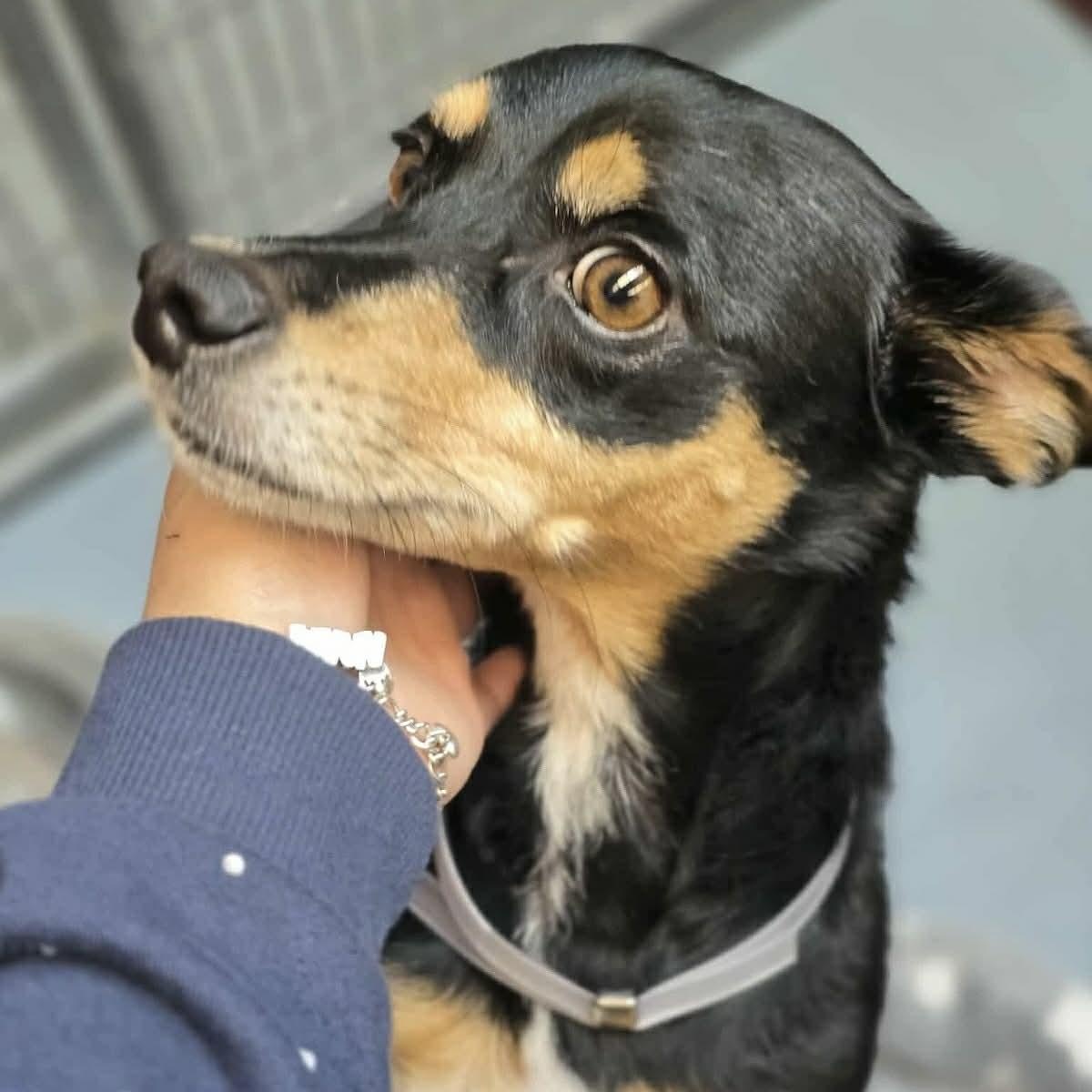 Lucas, ADOPTABLE, Adult Male Chihuahua & Dachshund.