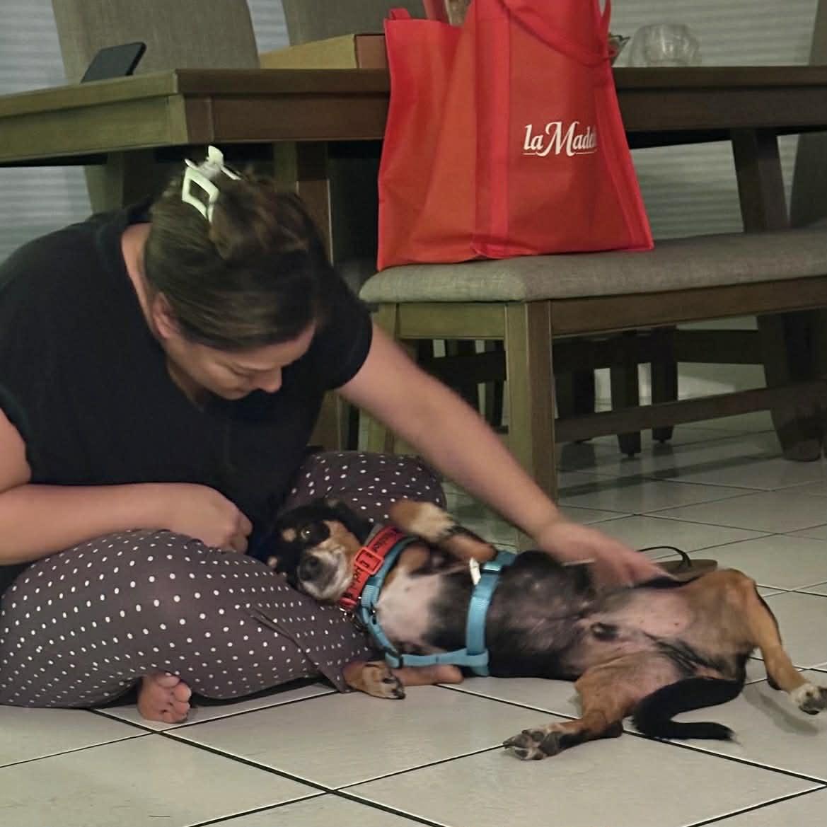 Enlarge Lucas, a ADOPTABLE mixed breed in Boulder, CO image 5/6