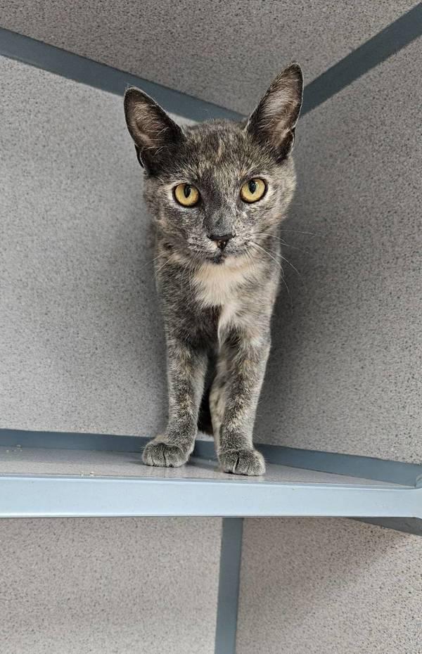 Enlarge Nutella, a Adoptable mixed breed in Skillman, NJ image 1/1