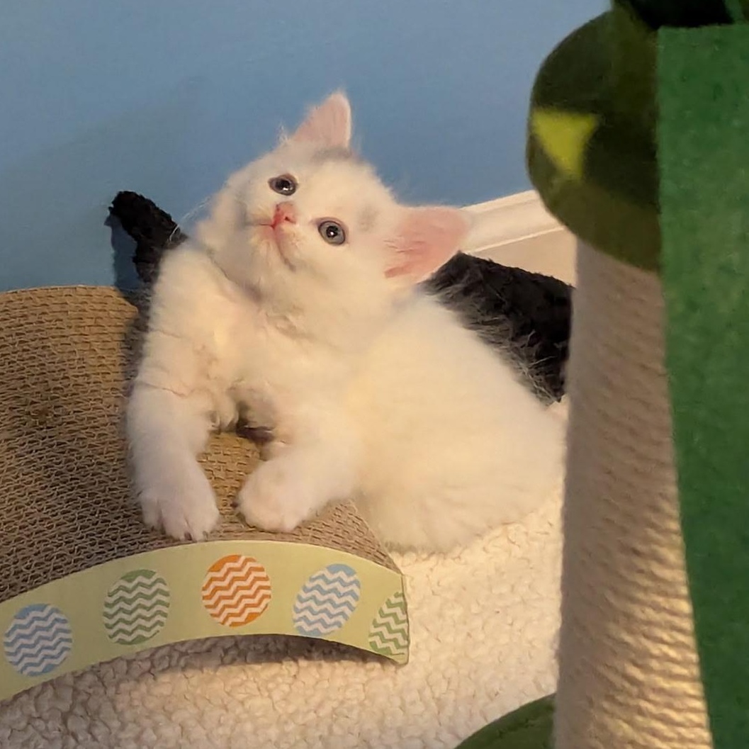 Star Scream, an adopted Domestic Long Hair in Rossville, TN image 5/5