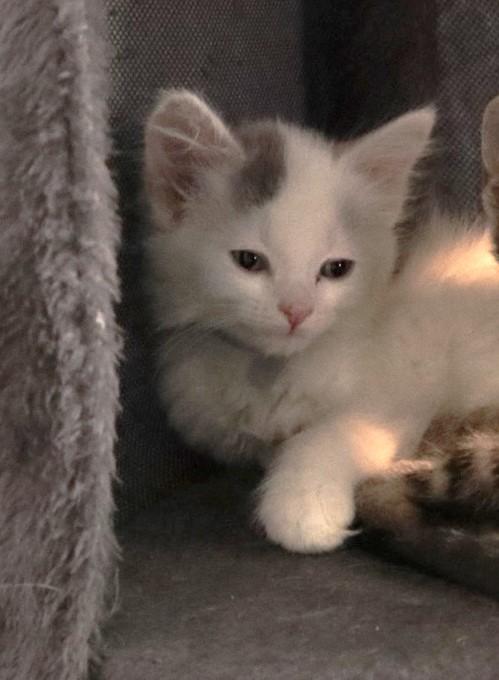 Star Scream, an adopted Domestic Long Hair in Rossville, TN image 2/5