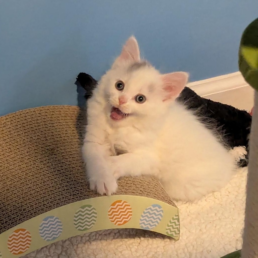 Star Scream, an adopted Domestic Long Hair in Rossville, TN image 4/5