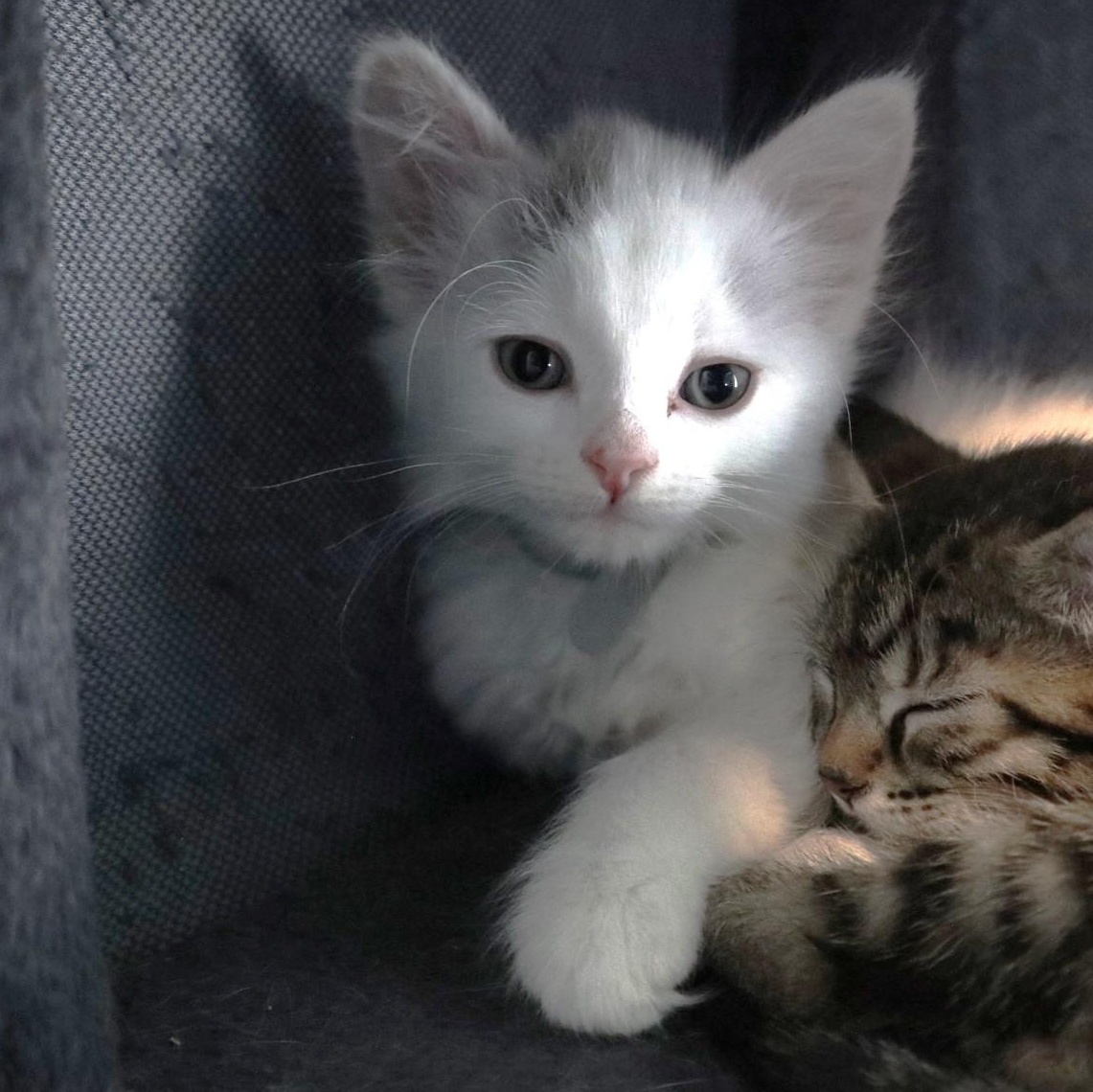 Star Scream, adopted, Kitten Male Domestic Long Hair.