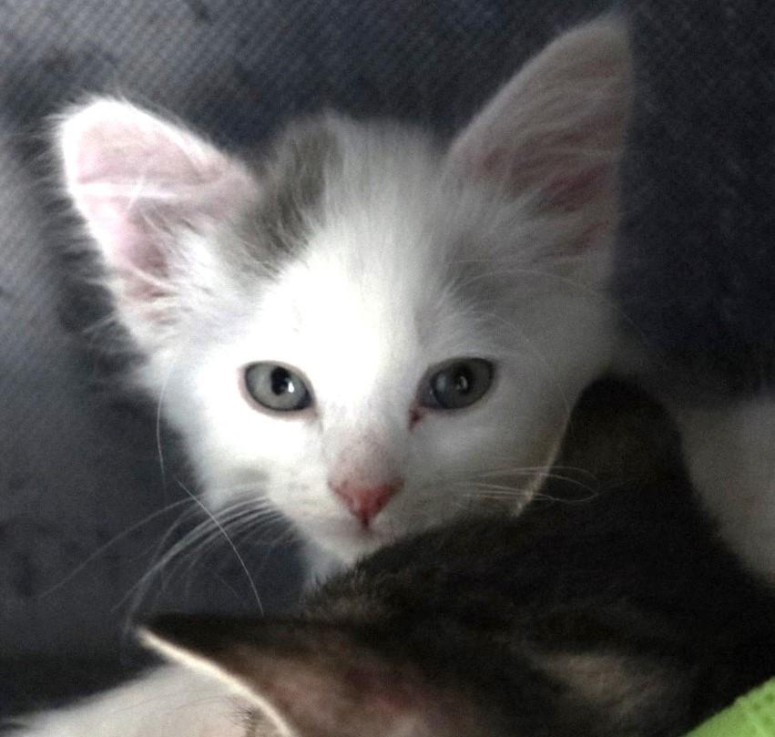 Star Scream, an adopted Domestic Long Hair in Rossville, TN image 3/5