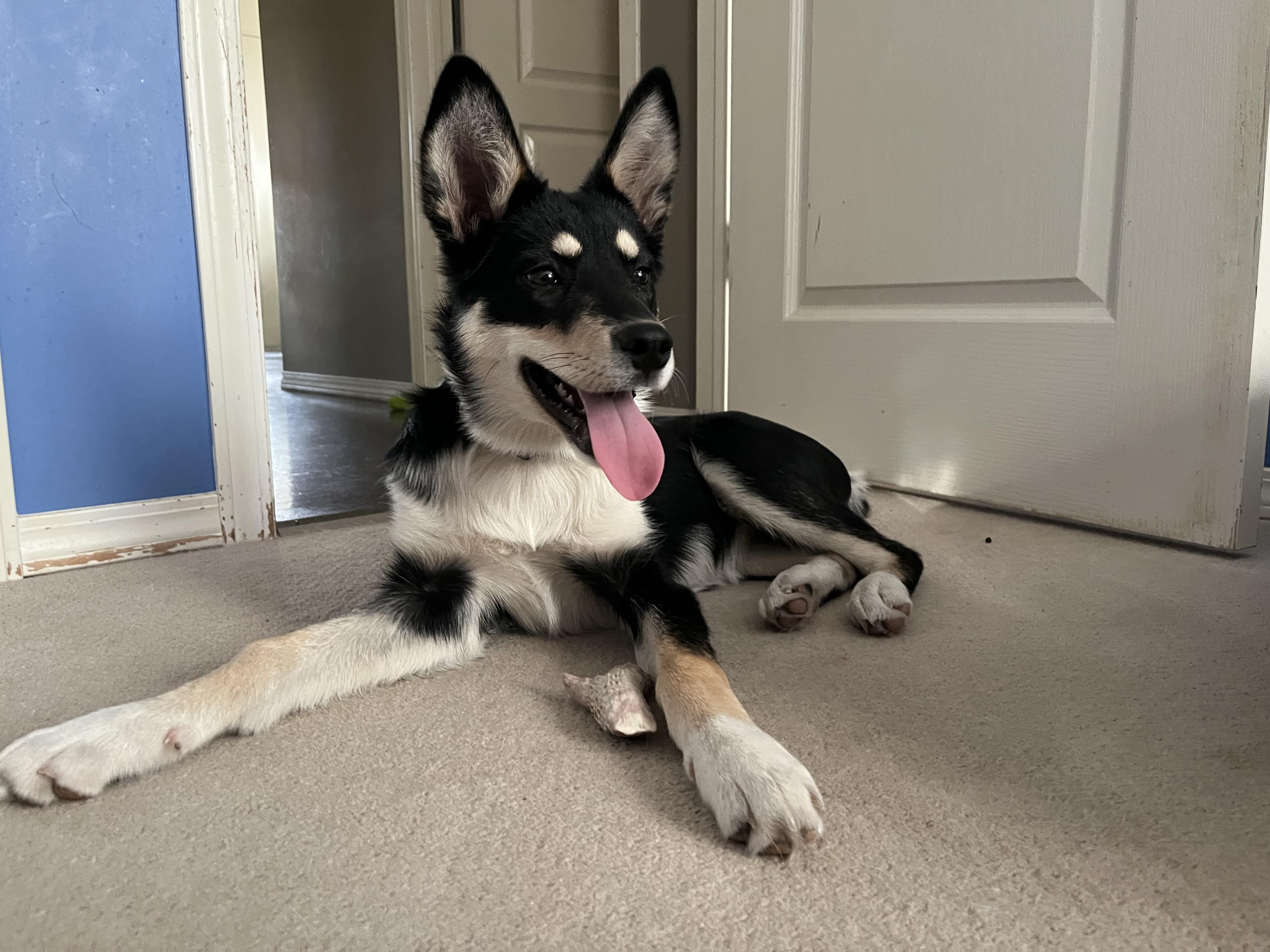 Twister, an adoptable Shepherd, Border Collie in Winnipeg, MB, R2C 1P2 | Photo Image 1