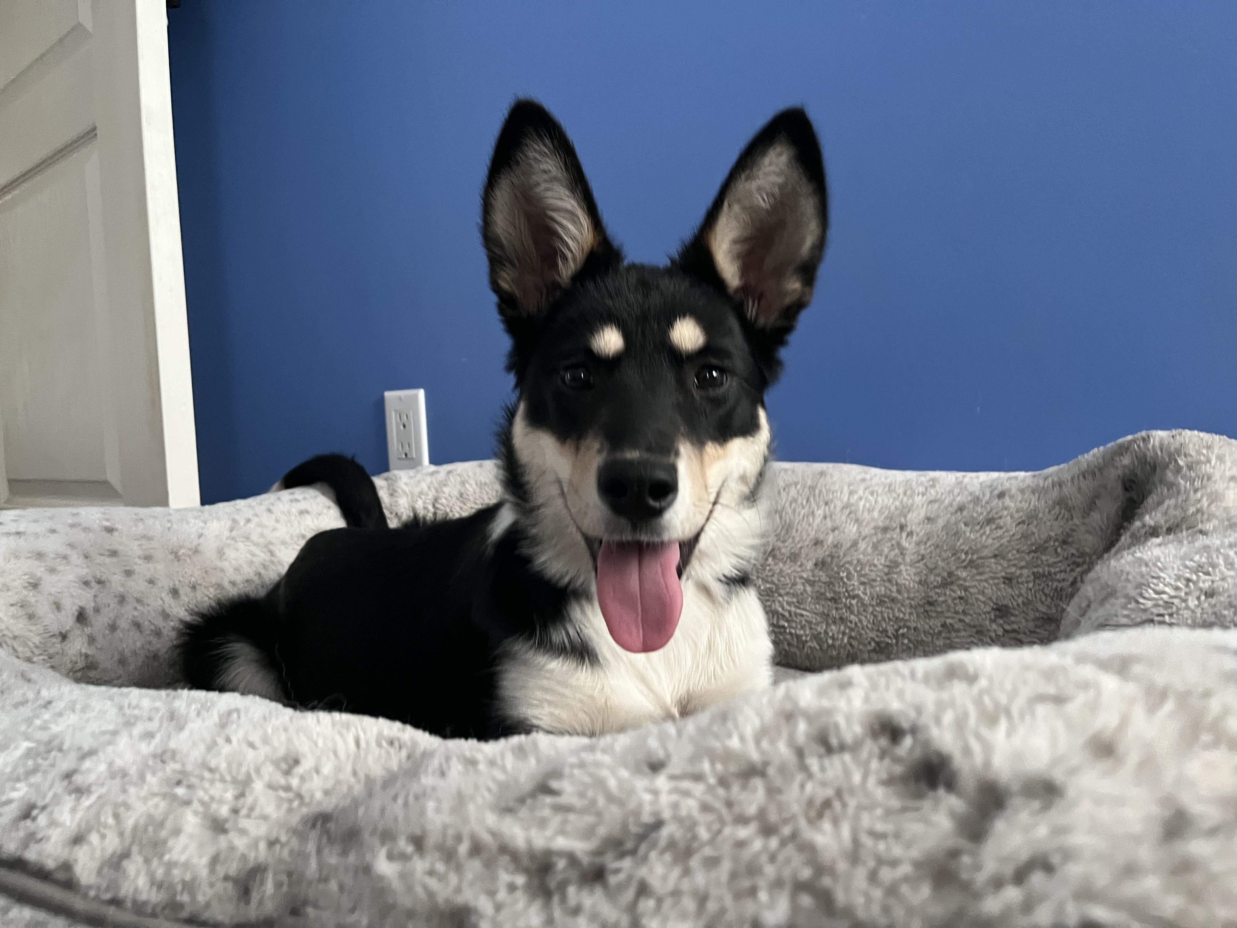 Twister, an adoptable Shepherd, Border Collie in Winnipeg, MB, R2C 1P2 | Photo Image 5