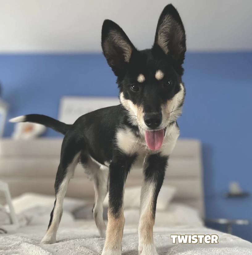 Twister, an adoptable Shepherd, Border Collie in Winnipeg, MB, R2C 1P2 | Photo Image 1