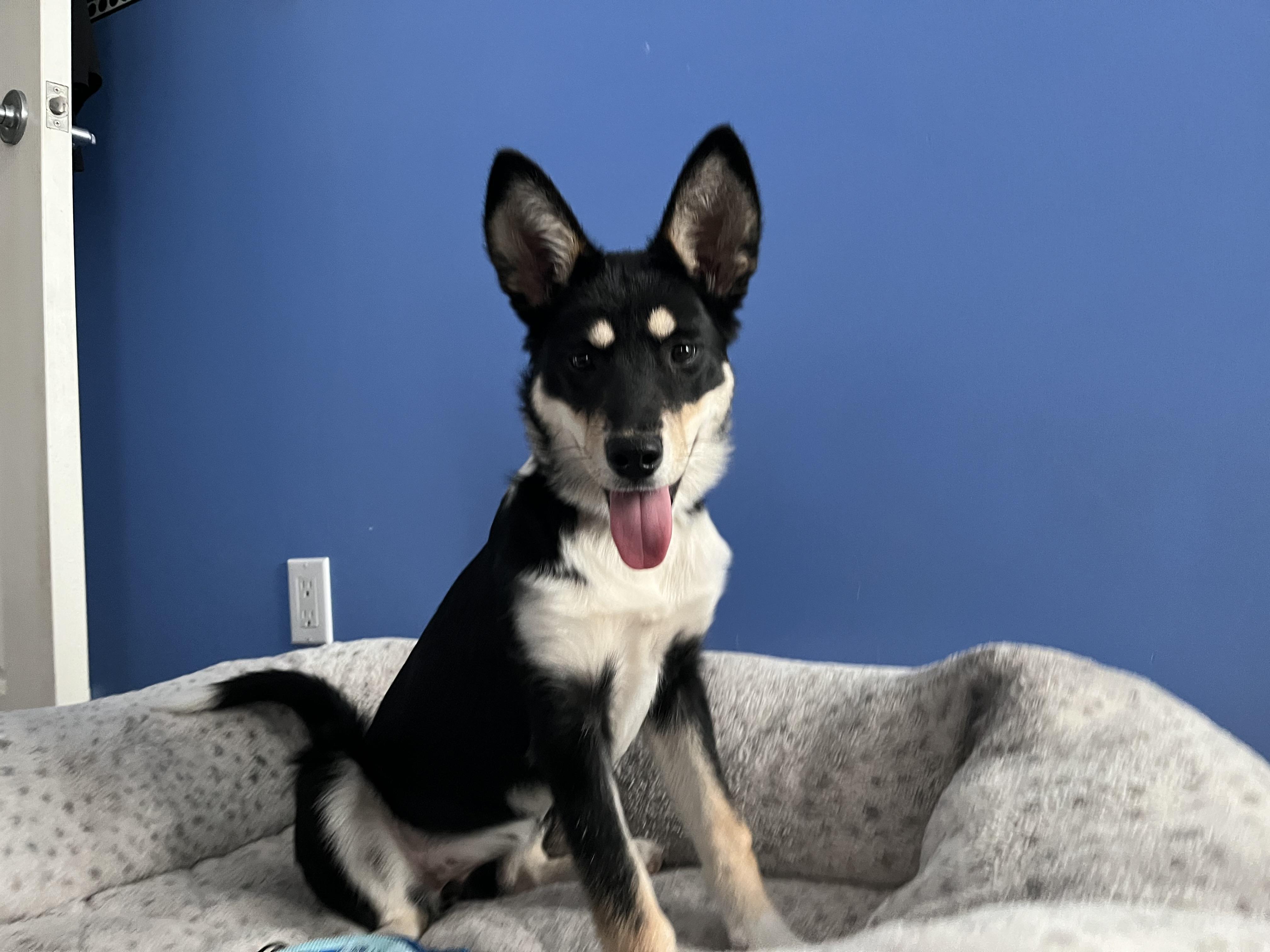 Twister, an adoptable Shepherd, Border Collie in Winnipeg, MB, R2C 1P2 | Photo Image 3