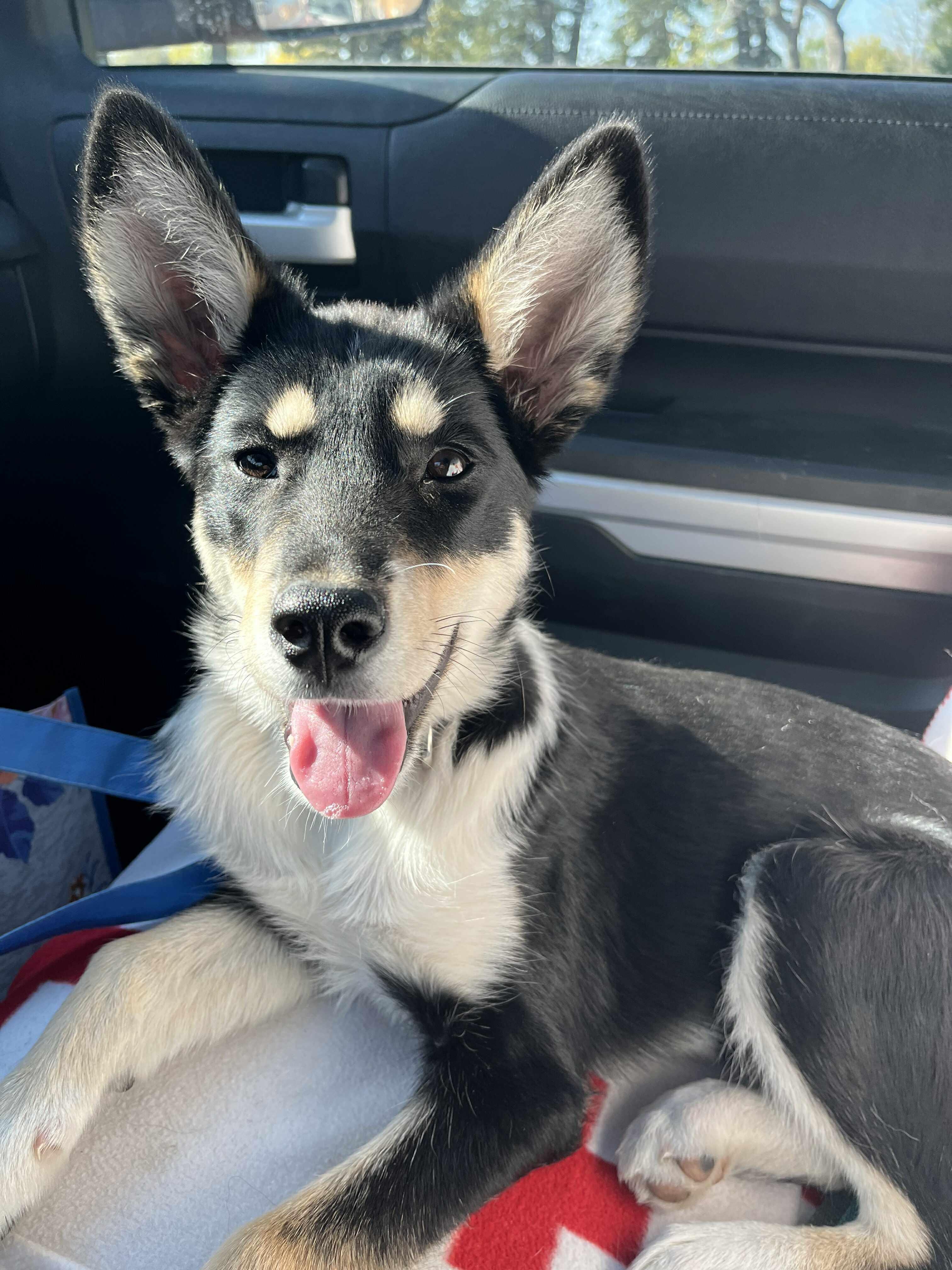 Twister, an adoptable Shepherd, Border Collie in Winnipeg, MB, R2C 1P2 | Photo Image 1