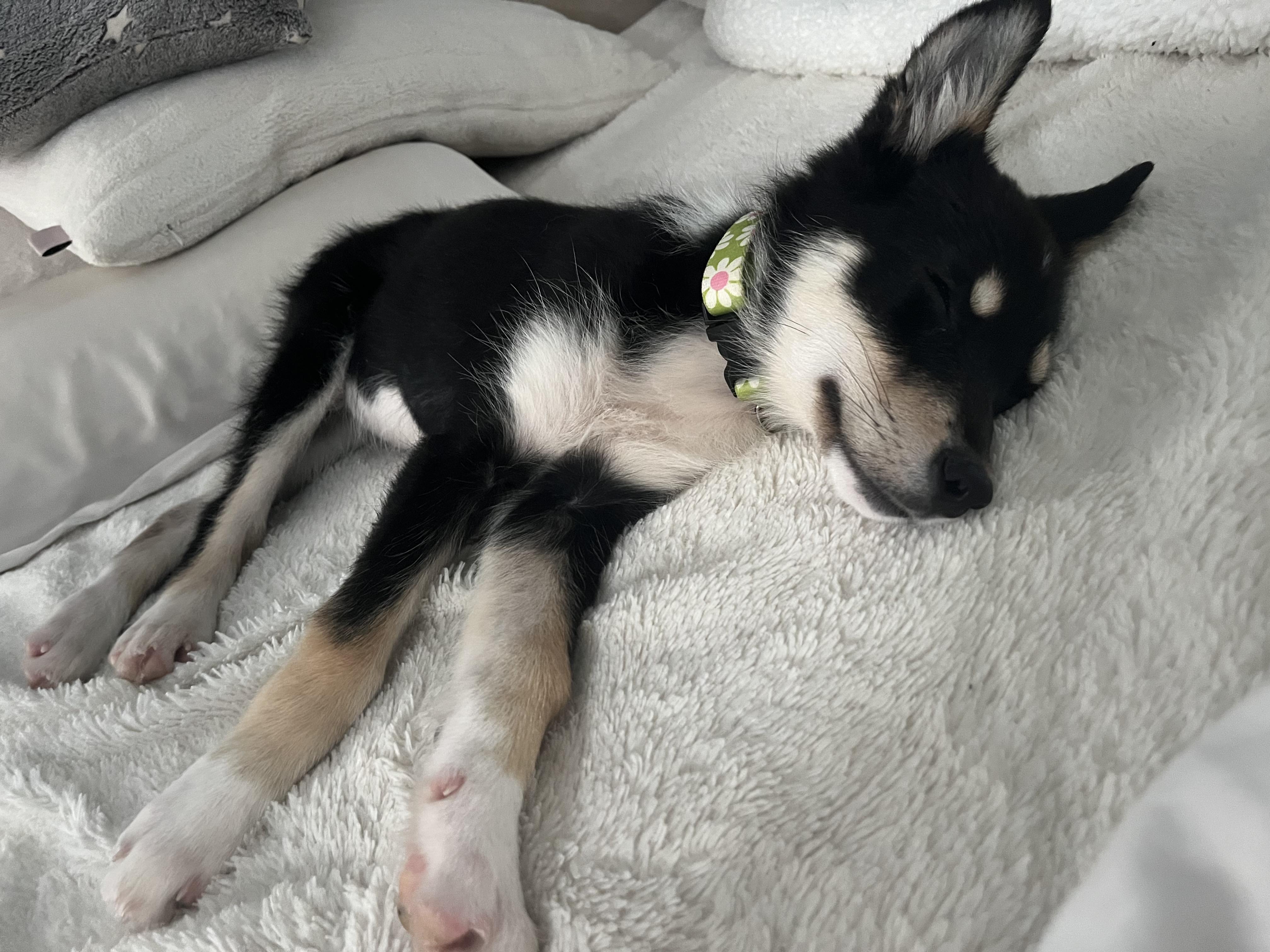 Twister, an adoptable Shepherd, Border Collie in Winnipeg, MB, R2C 1P2 | Photo Image 4