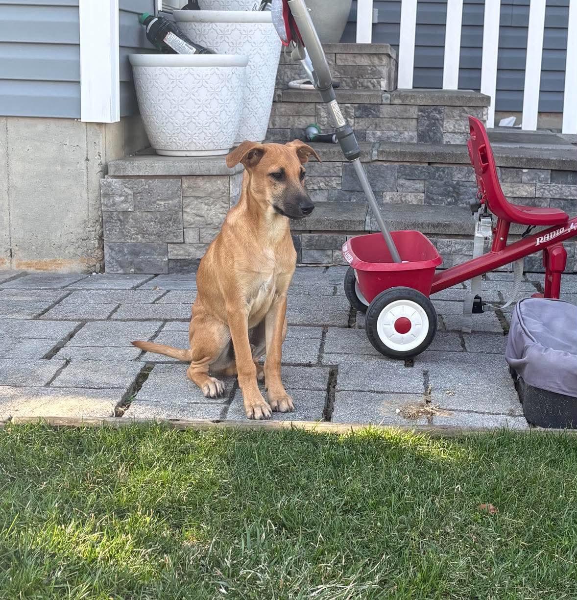 Enlarge Maxie, a ADOPTABLE mixed breed in Easton, PA image 6/6