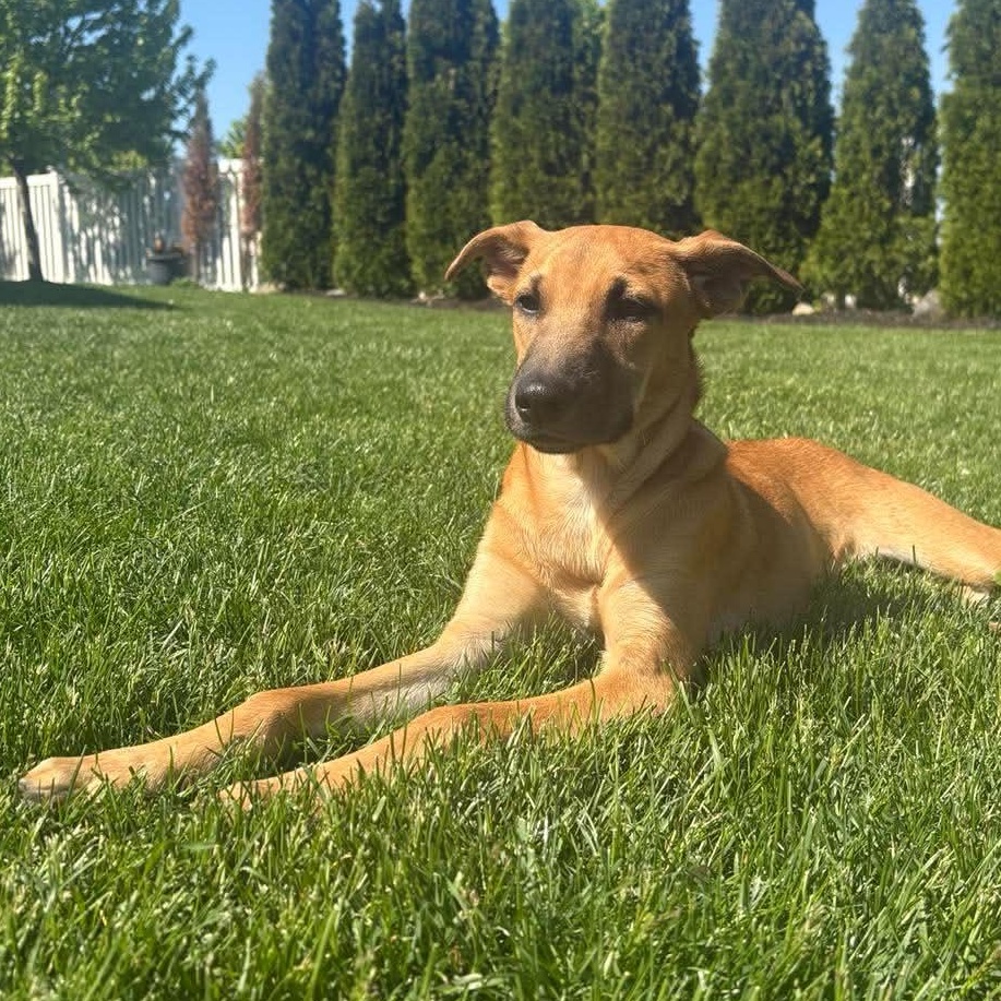 Enlarge Maxie, a ADOPTABLE mixed breed in Easton, PA image 1/6