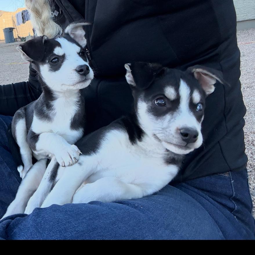 Noel, Adoptable, Puppy Female Husky & Labrador Retriever.