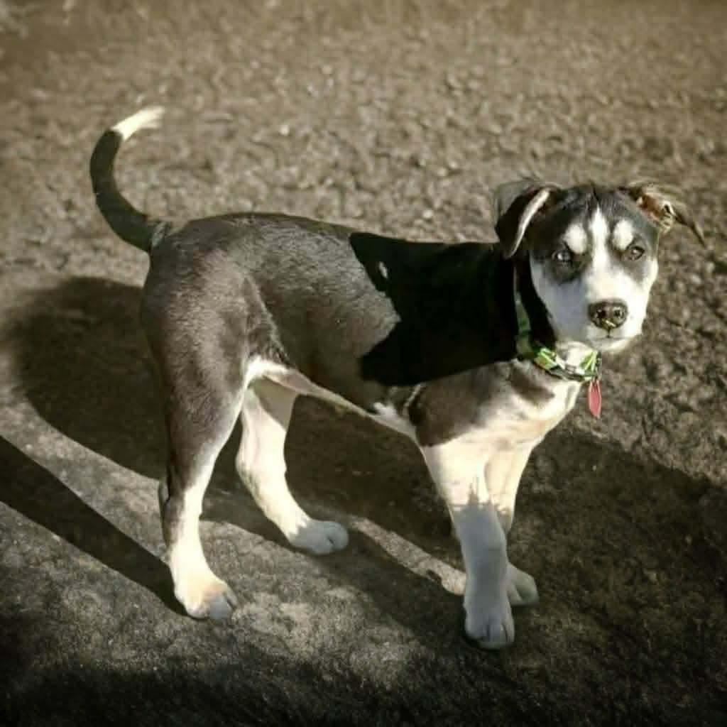 Noel, a Adoptable mixed breed in Phoenix, AZ image 2/5