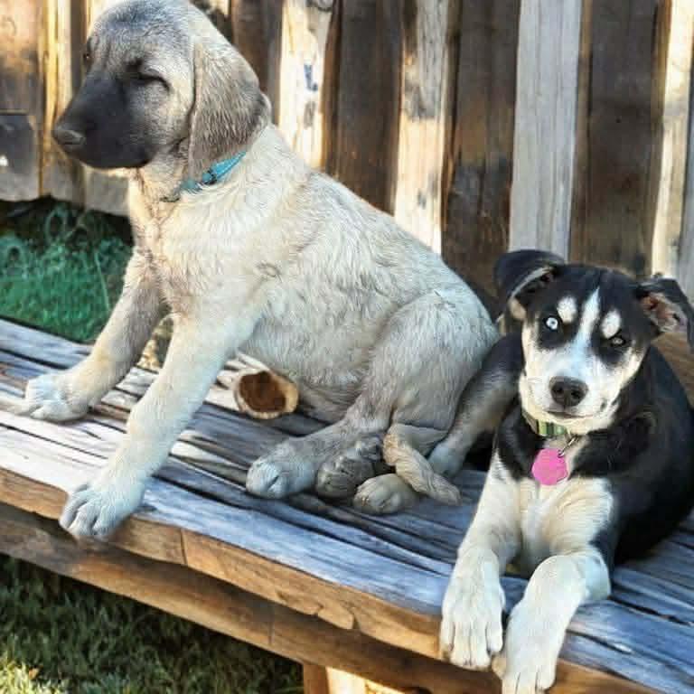 Noel, a Adoptable mixed breed in Phoenix, AZ image 3/5