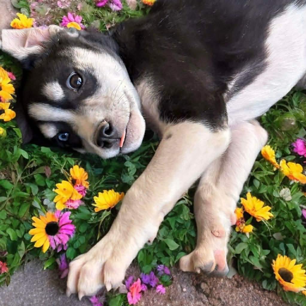 Noel, a Adoptable mixed breed in Phoenix, AZ image 4/5