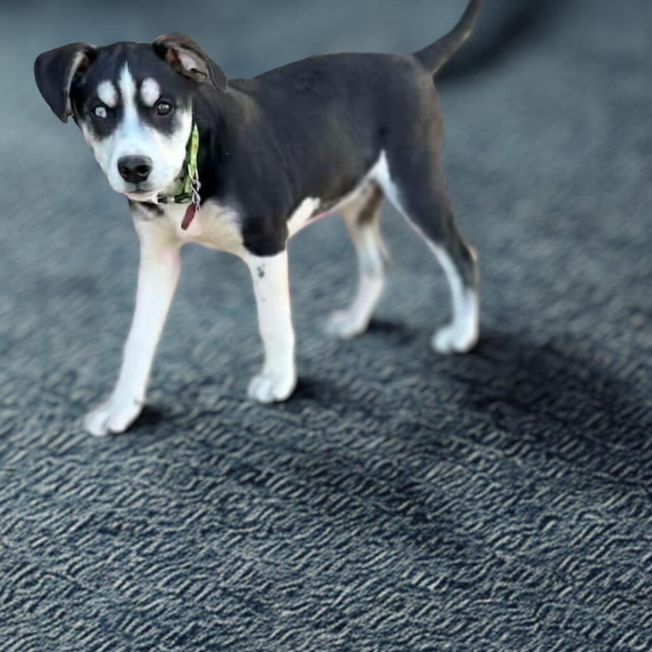 Noel, a Adoptable mixed breed in Phoenix, AZ image 5/5