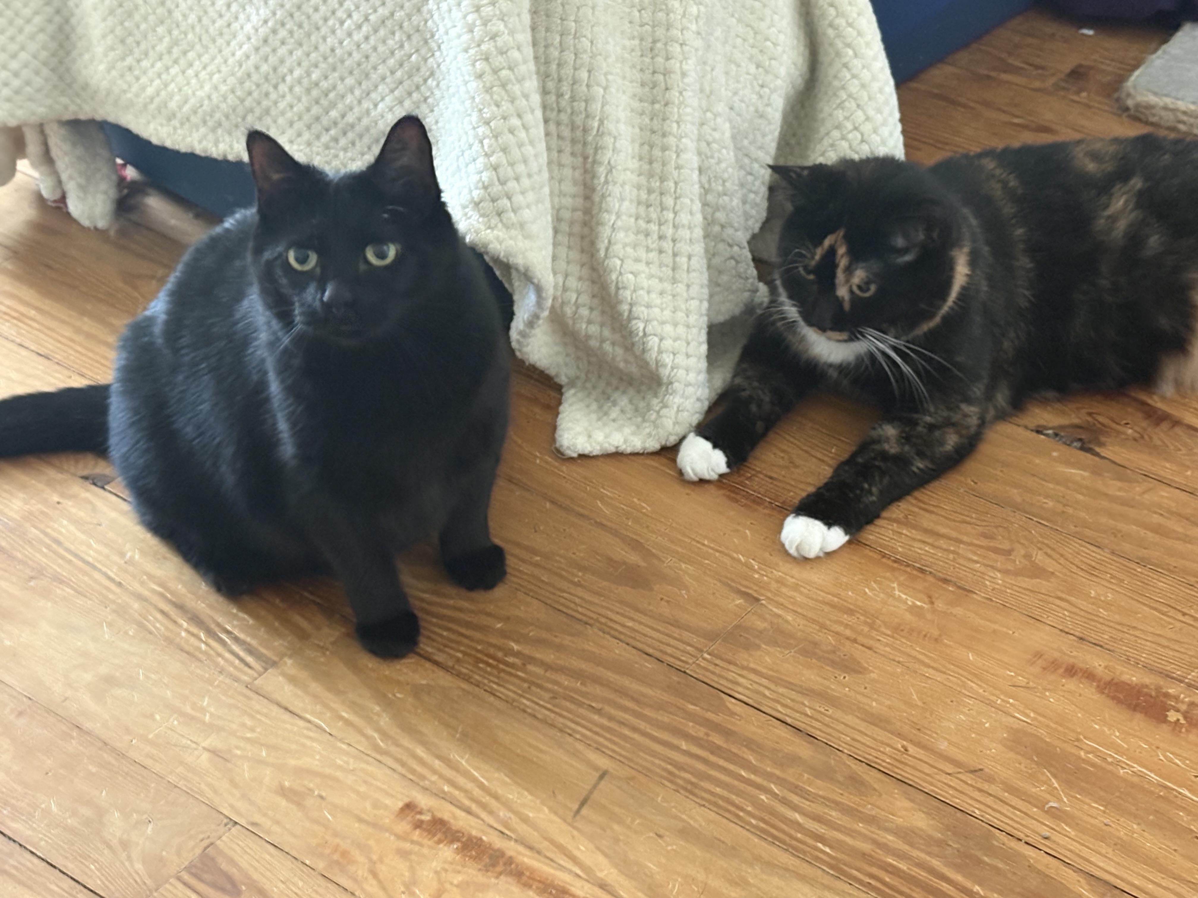 Missy, a ADOPTABLE Domestic Short Hair in Cleveland, OH image 3/6