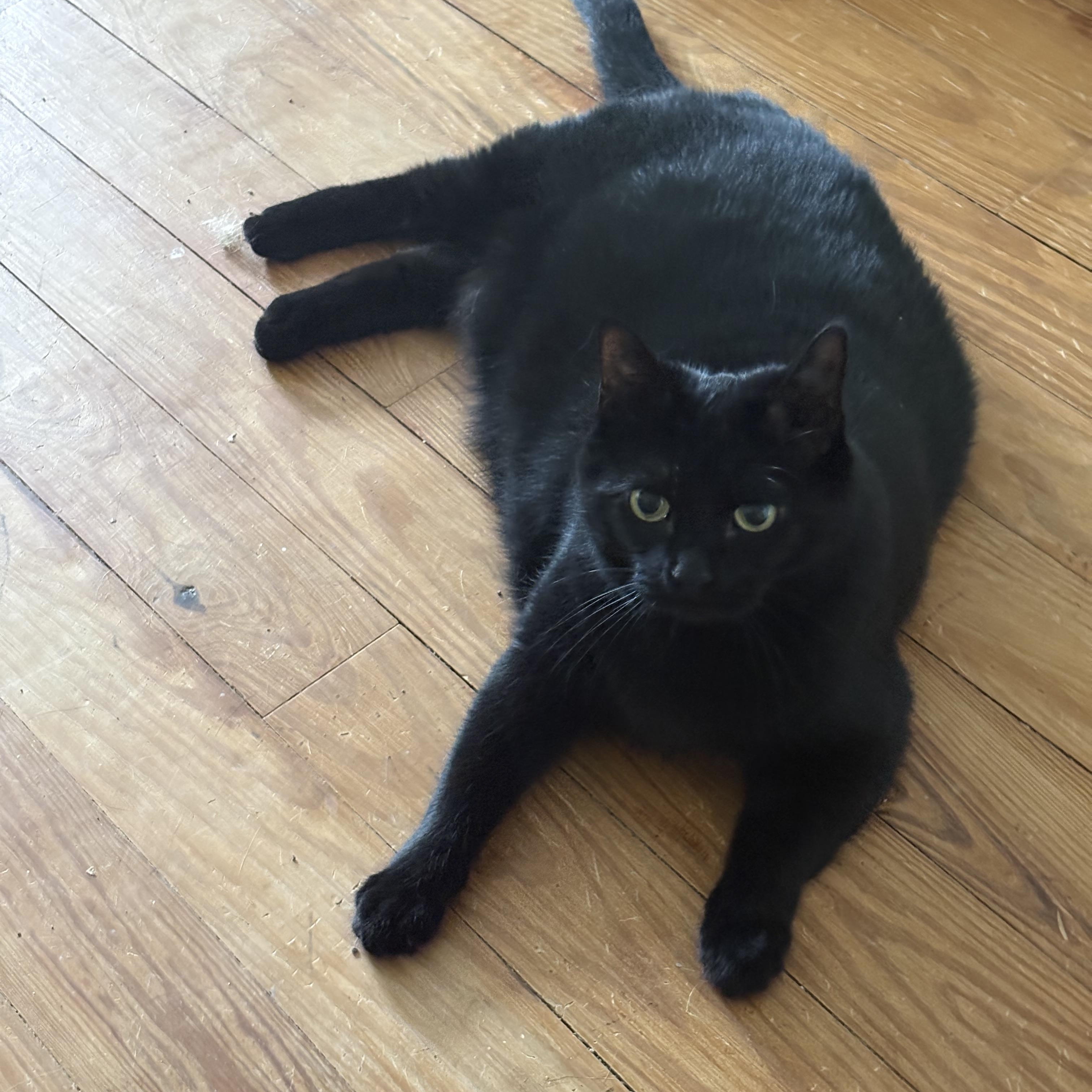 Missy, a ADOPTABLE Domestic Short Hair in Cleveland, OH image 4/6