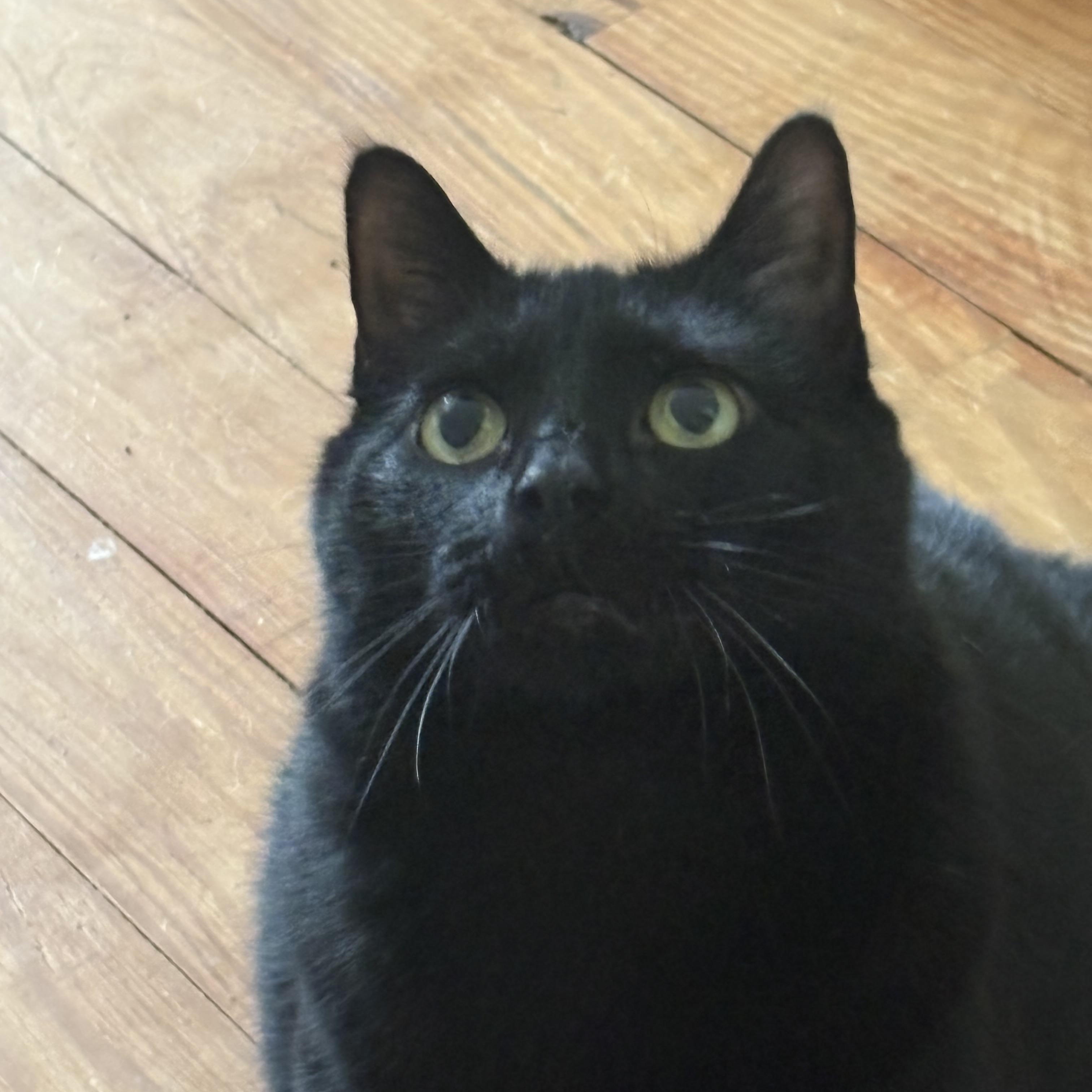 Missy, a ADOPTABLE Domestic Short Hair in Cleveland, OH image 5/6