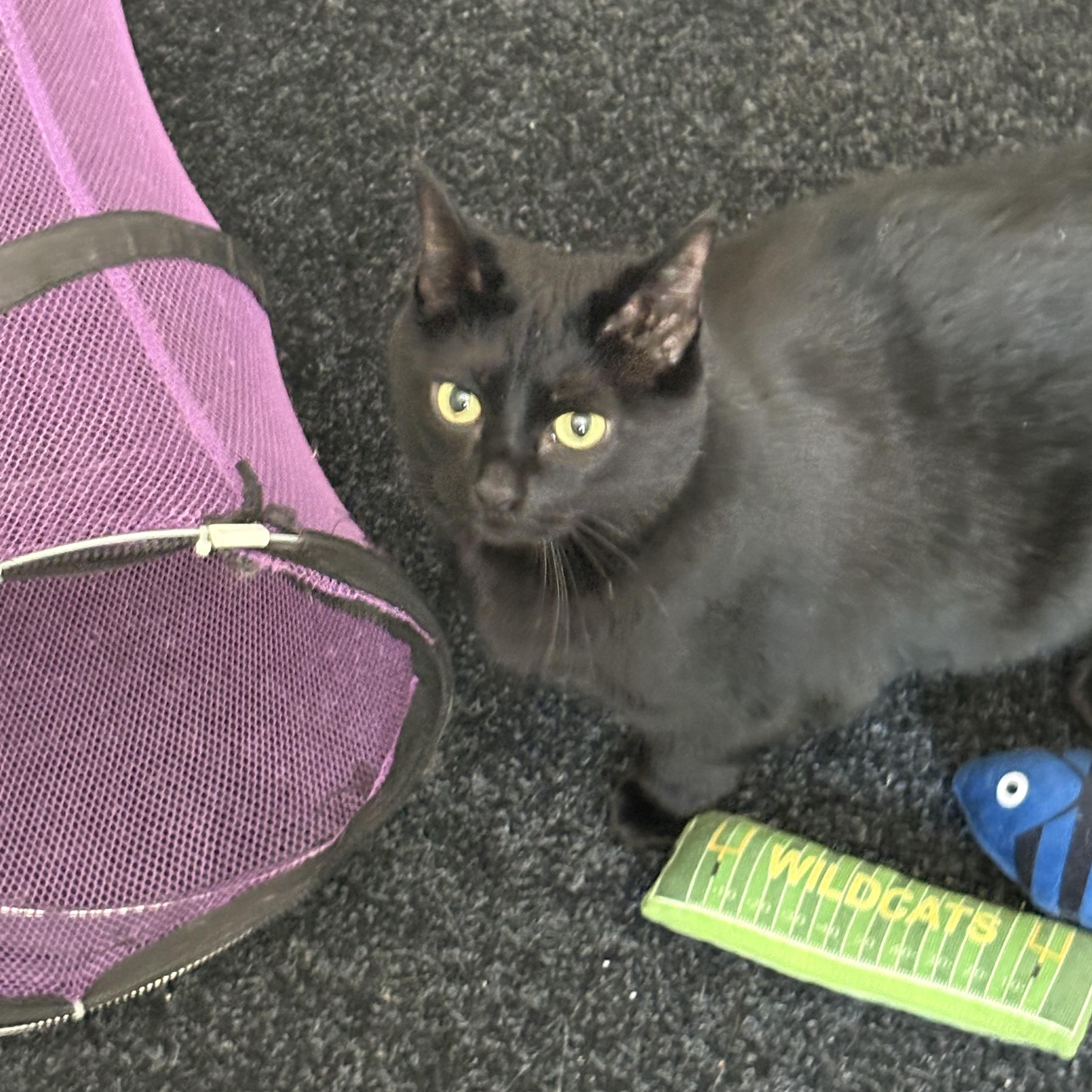 Missy, ADOPTABLE, Adult Female Domestic Short Hair.