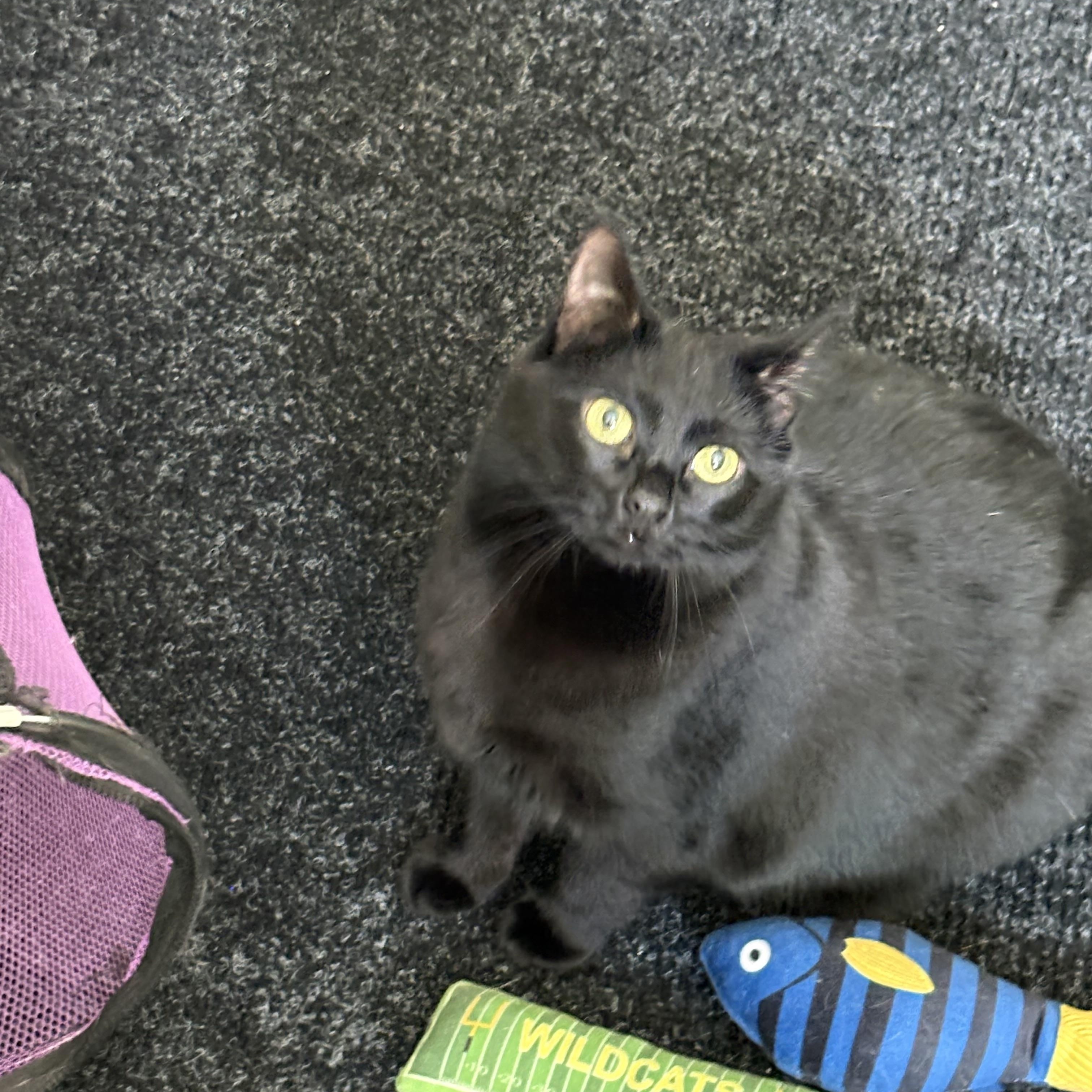 Missy, a ADOPTABLE Domestic Short Hair in Cleveland, OH image 6/6