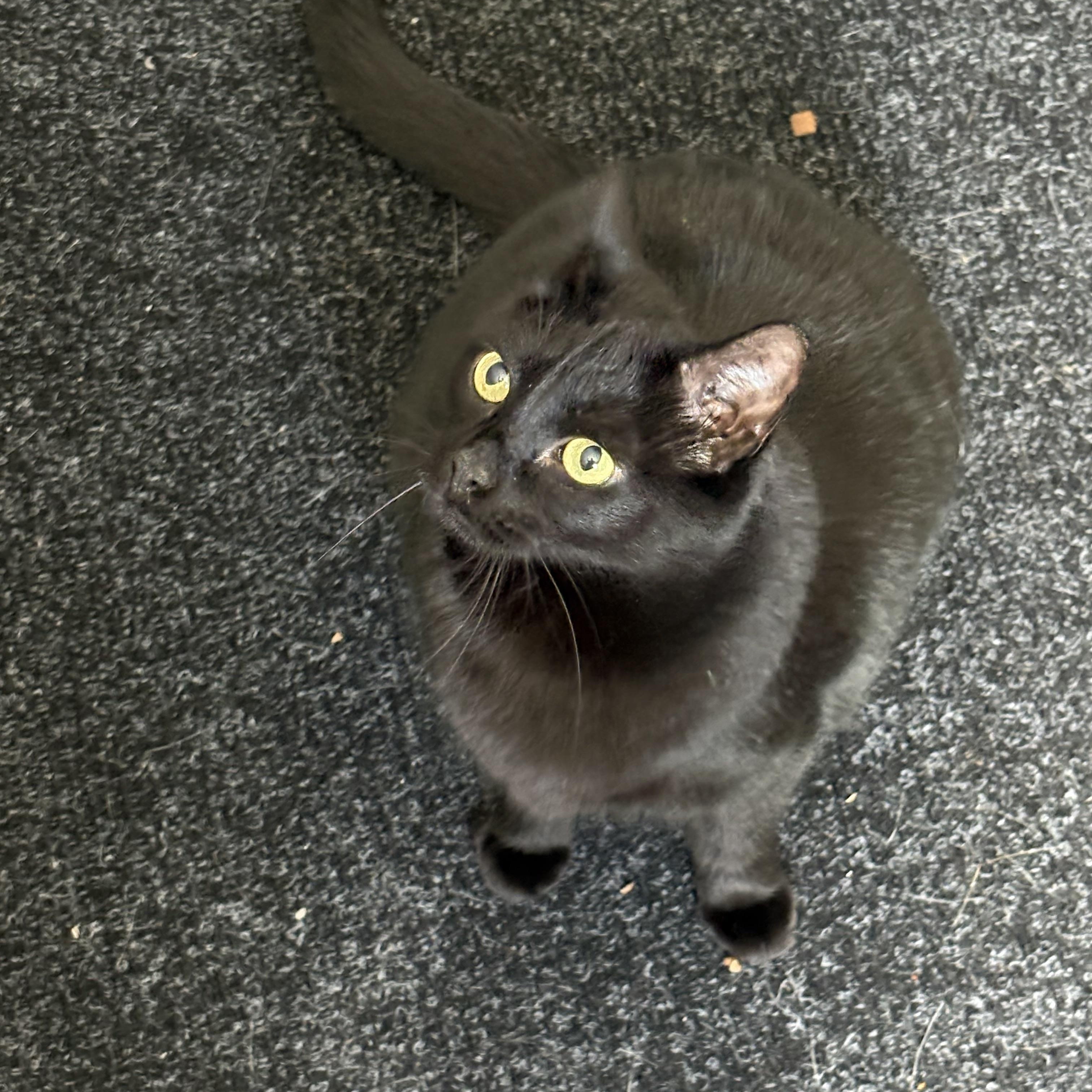 Missy, a ADOPTABLE Domestic Short Hair in Cleveland, OH image 2/6