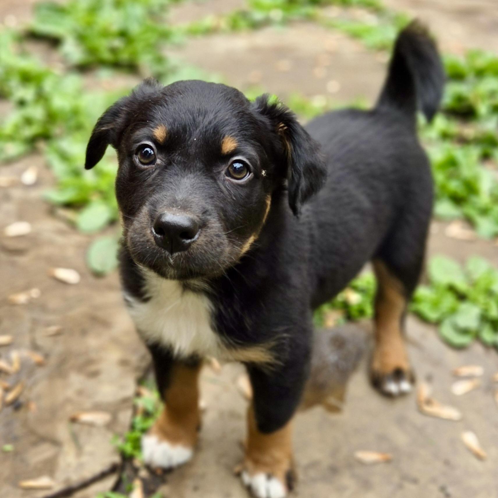 Milton, an adoptable mixed breed in Prior Lake, MN image 4/6