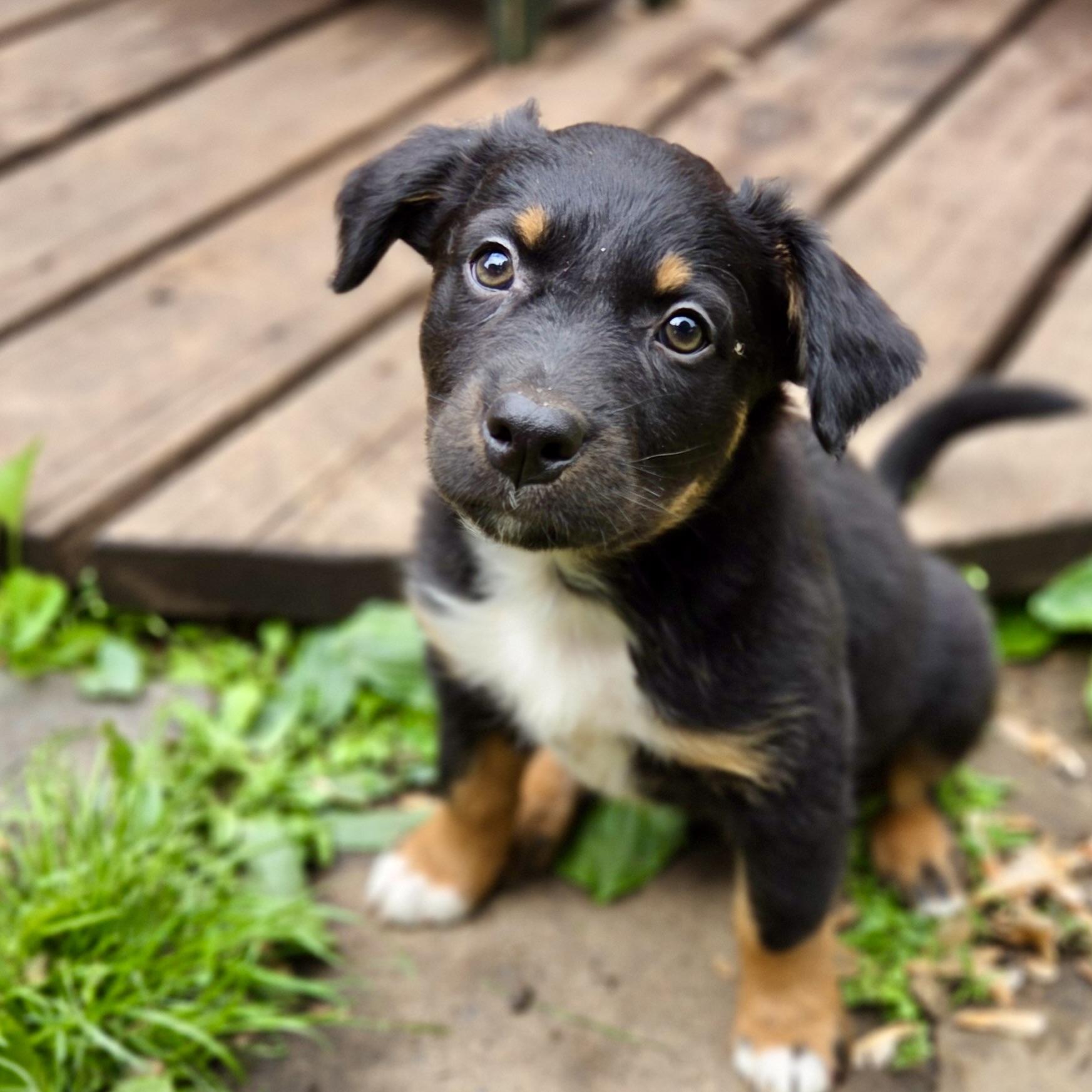 Milton, an adoptable mixed breed in Prior Lake, MN image 6/6