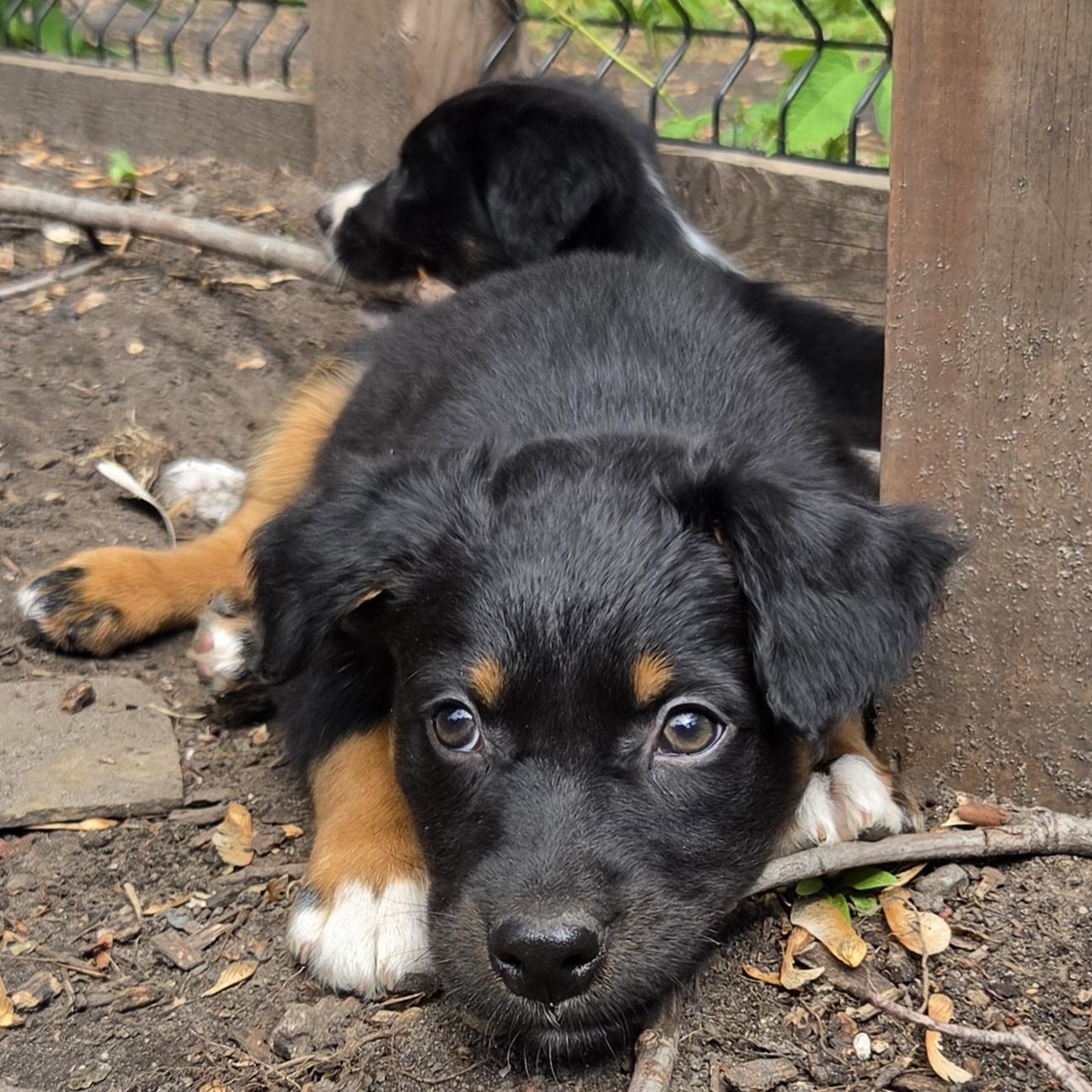 Milton, an adoptable mixed breed in Prior Lake, MN image 2/6