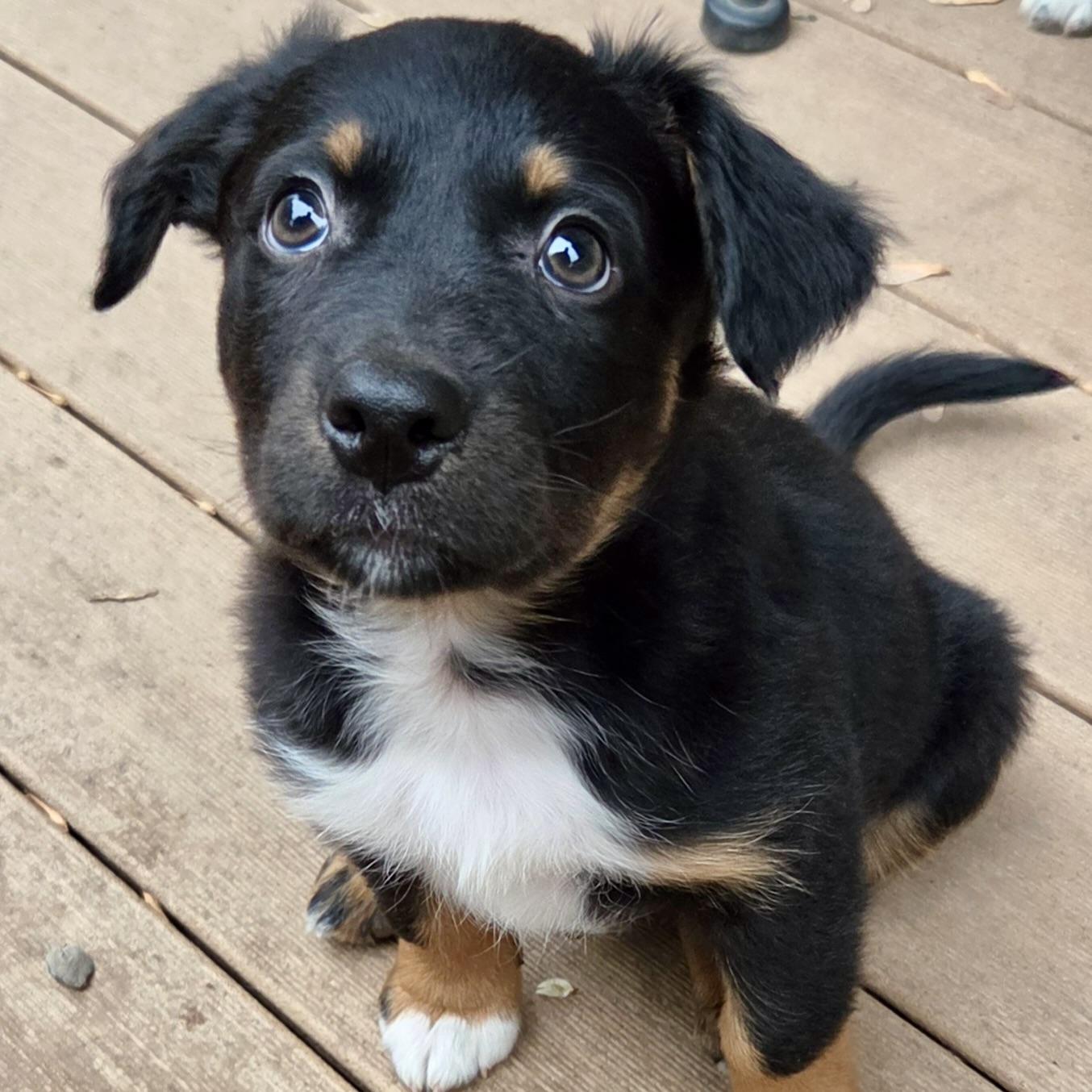 Milton, an adoptable mixed breed in Prior Lake, MN image 1/6