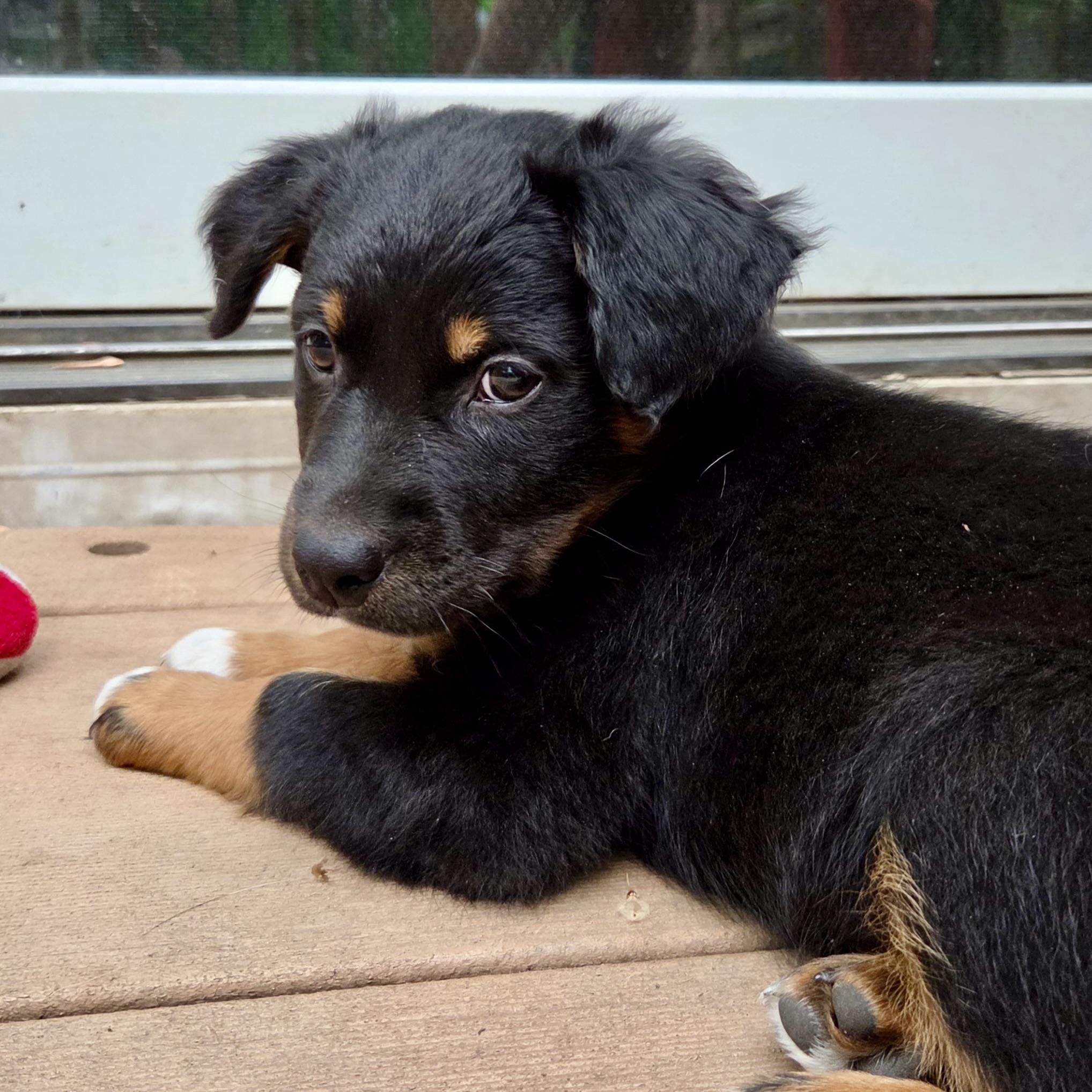 Milton, an adoptable mixed breed in Prior Lake, MN image 3/6