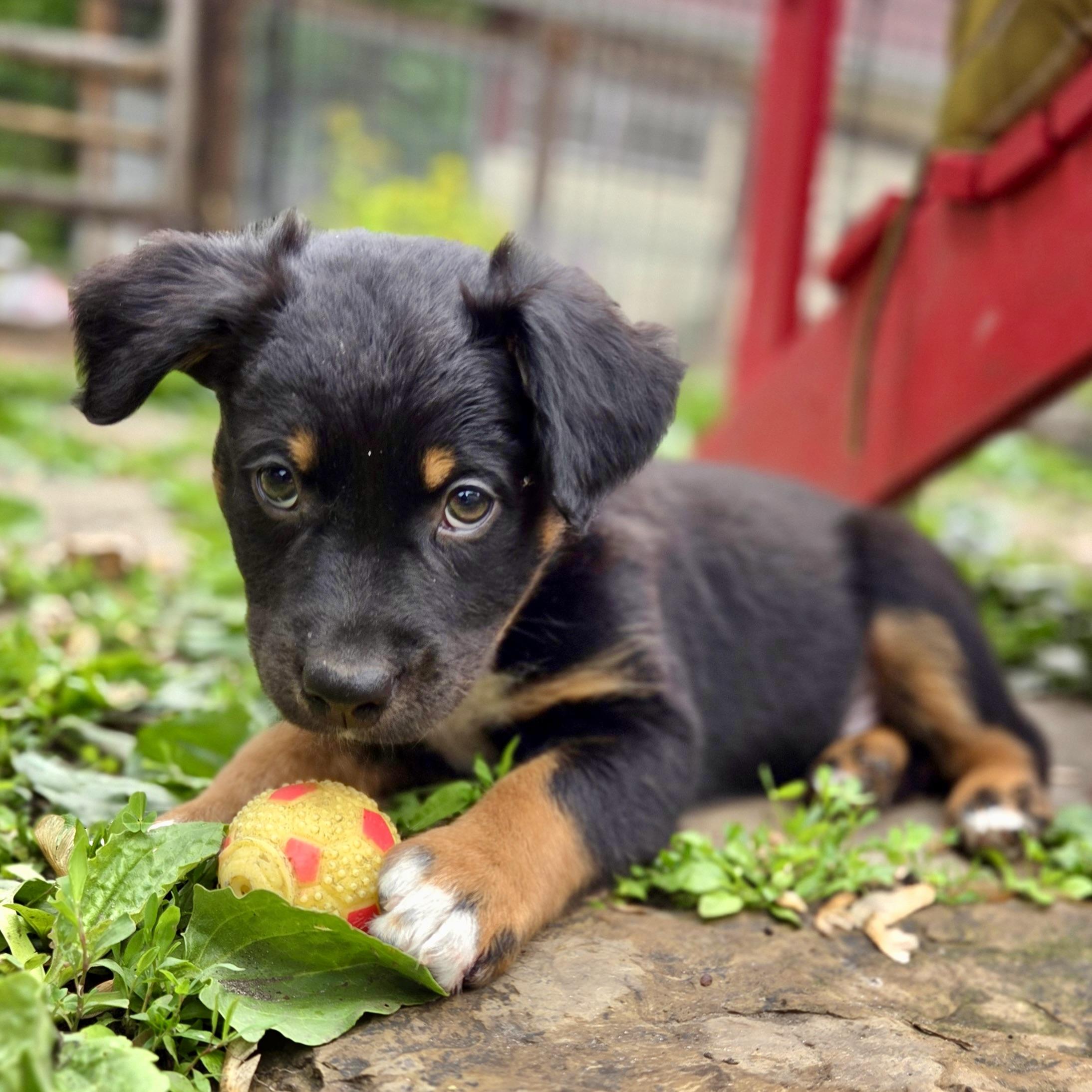 Milton, an adoptable mixed breed in Prior Lake, MN image 5/6